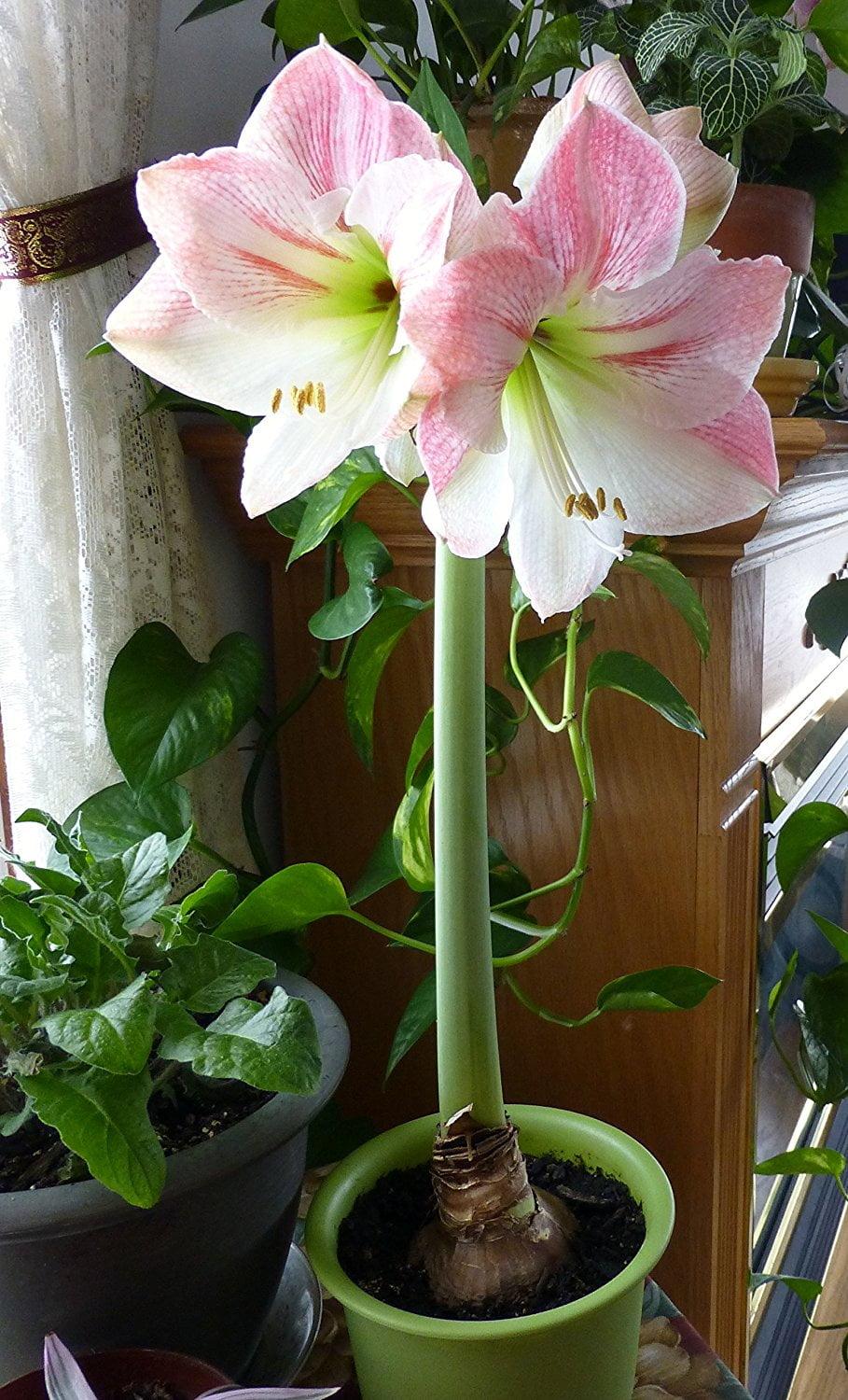 Apple Blossom Amaryllis Bulb Single Blooming