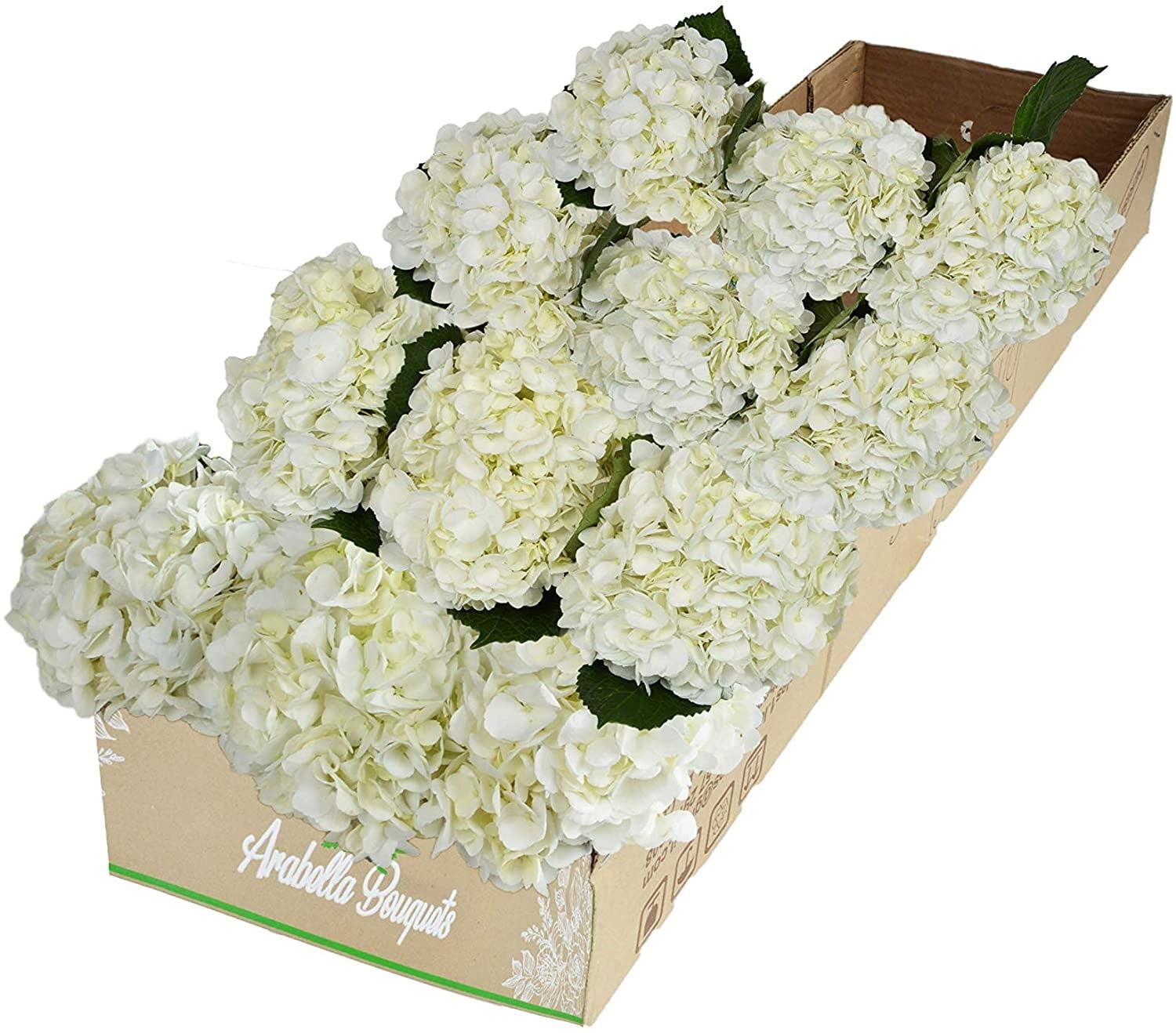 Arabella Bouquets 12 Fresh-Cut White Hydrangea Stems