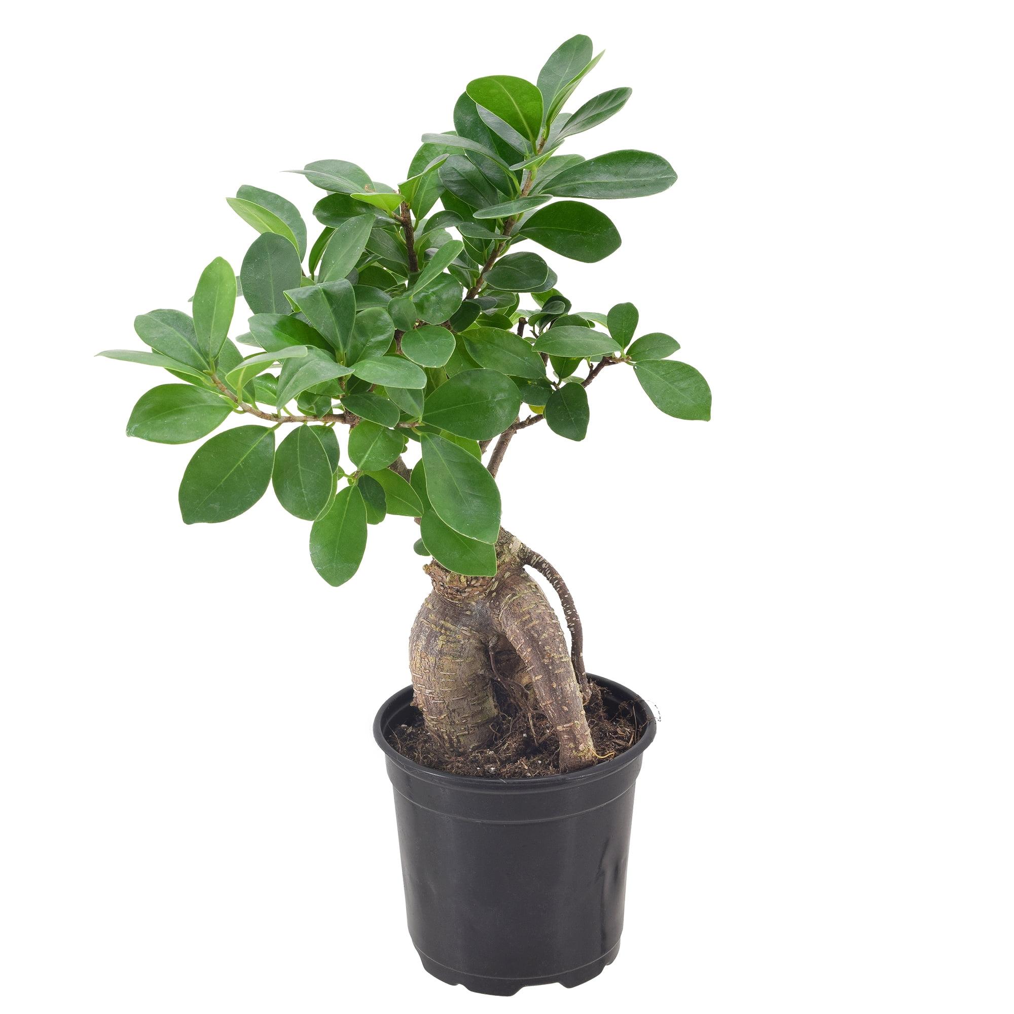Primrue 13'' Ficus Plant