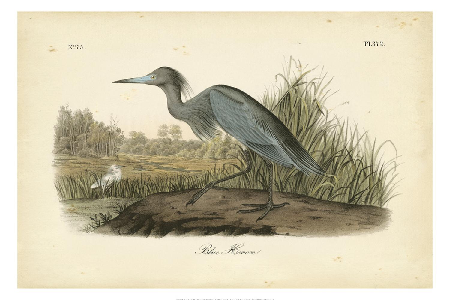 Audubon's Blue Heron Vertical Canvas Art Print