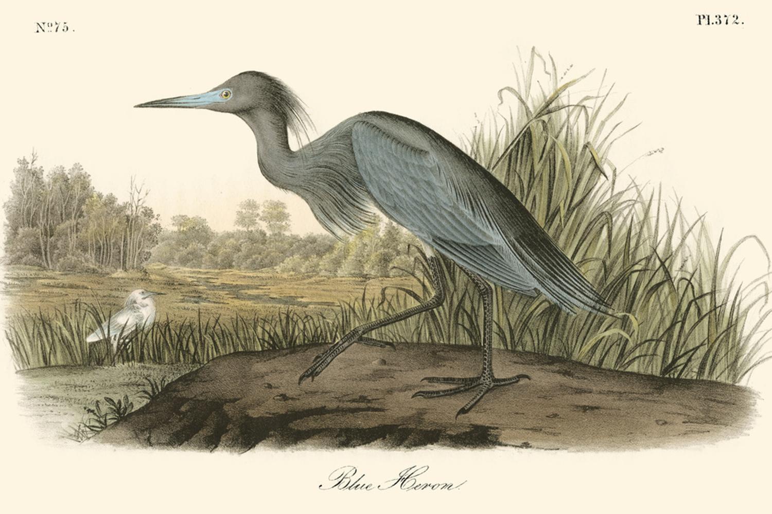 Art.com Audubon's Blue Heron Art Print by John James Audubon, 18" x 12"