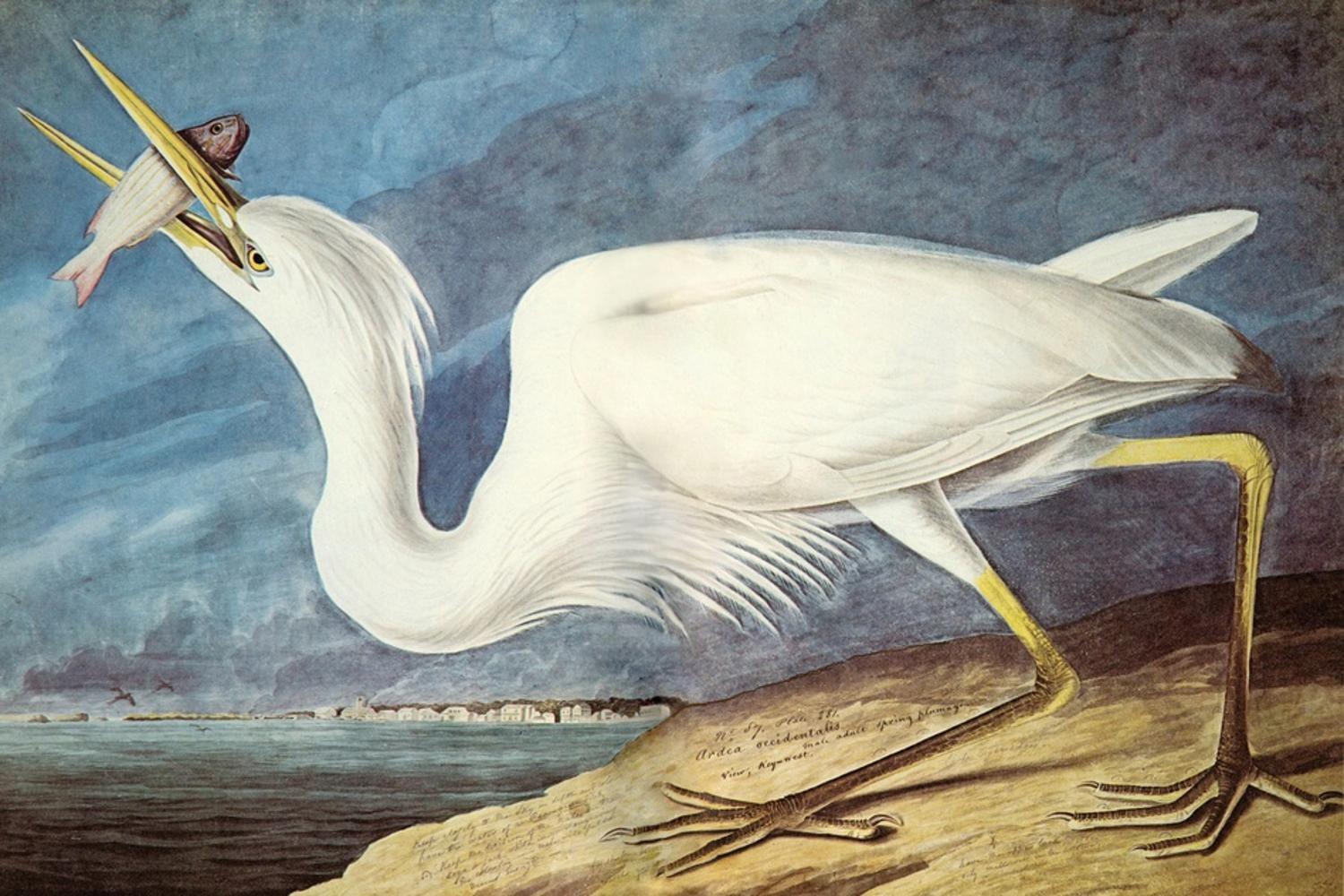 Great White Heron Fine Art Canvas Print, 16 x 24 Inch