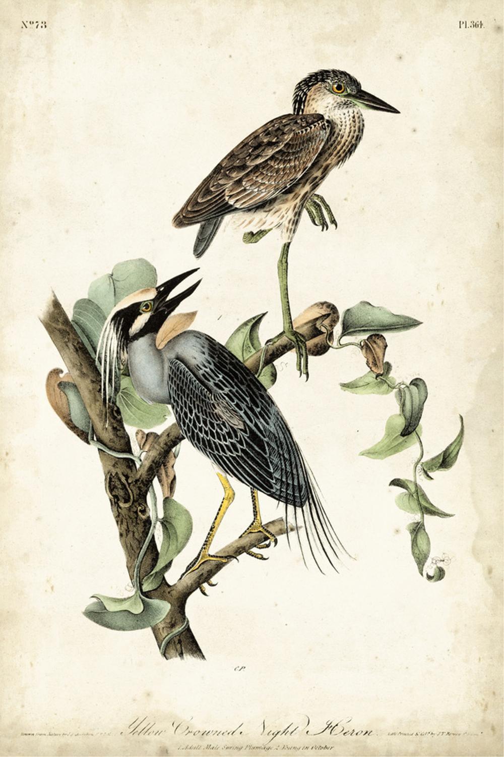 Art.com Night Heron Art Print by John James Audubon, 16" x 24"