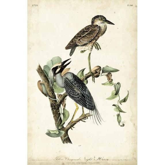 Art.com Night Heron Art Print by John James Audubon, 16" x 24"