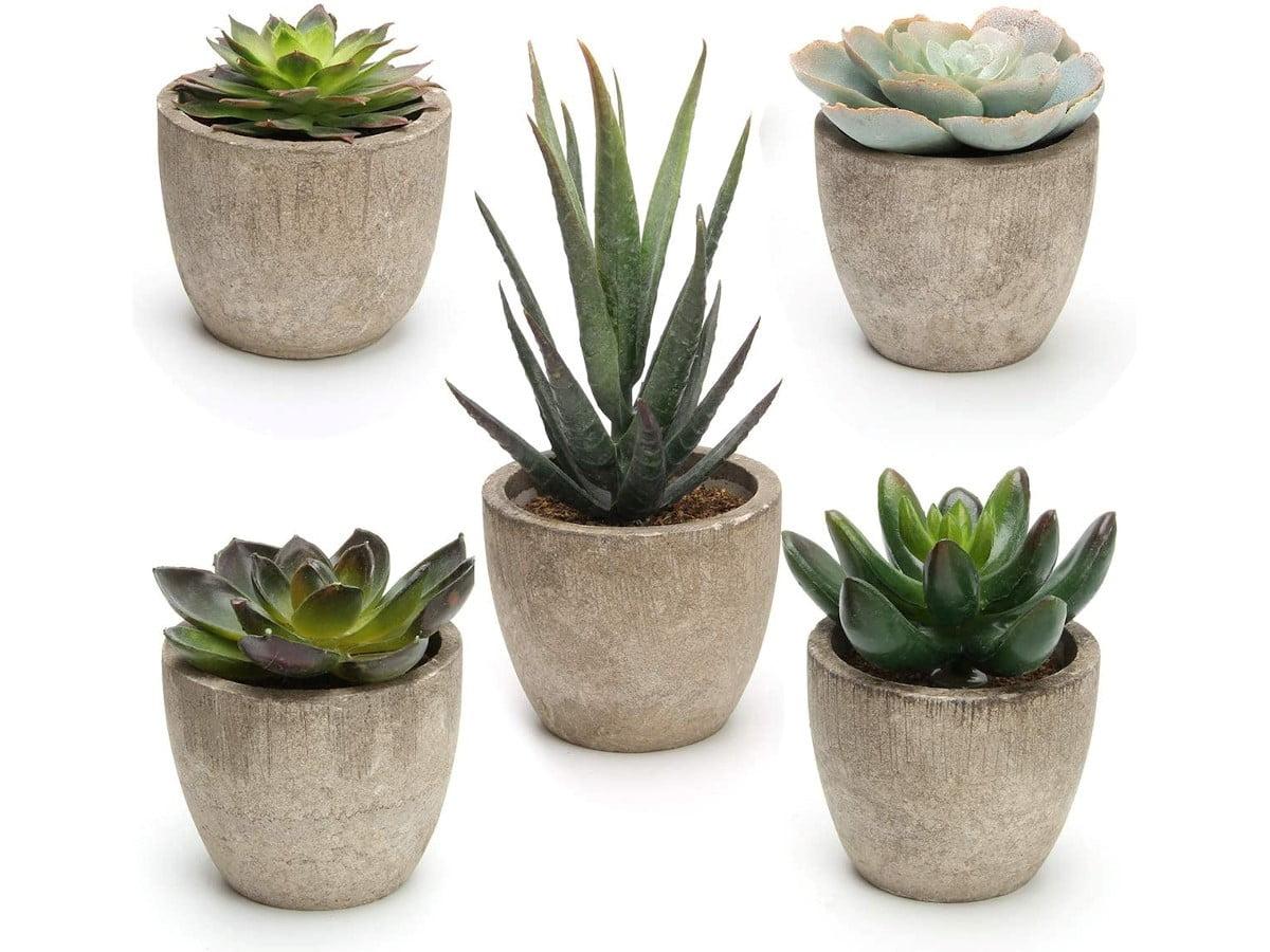 Primrue Artificial Succulent Plants Potted, Assorted Decorative Faux Succulent Potted Fake Cactus Cacti Plants With Pots, Set Of 5