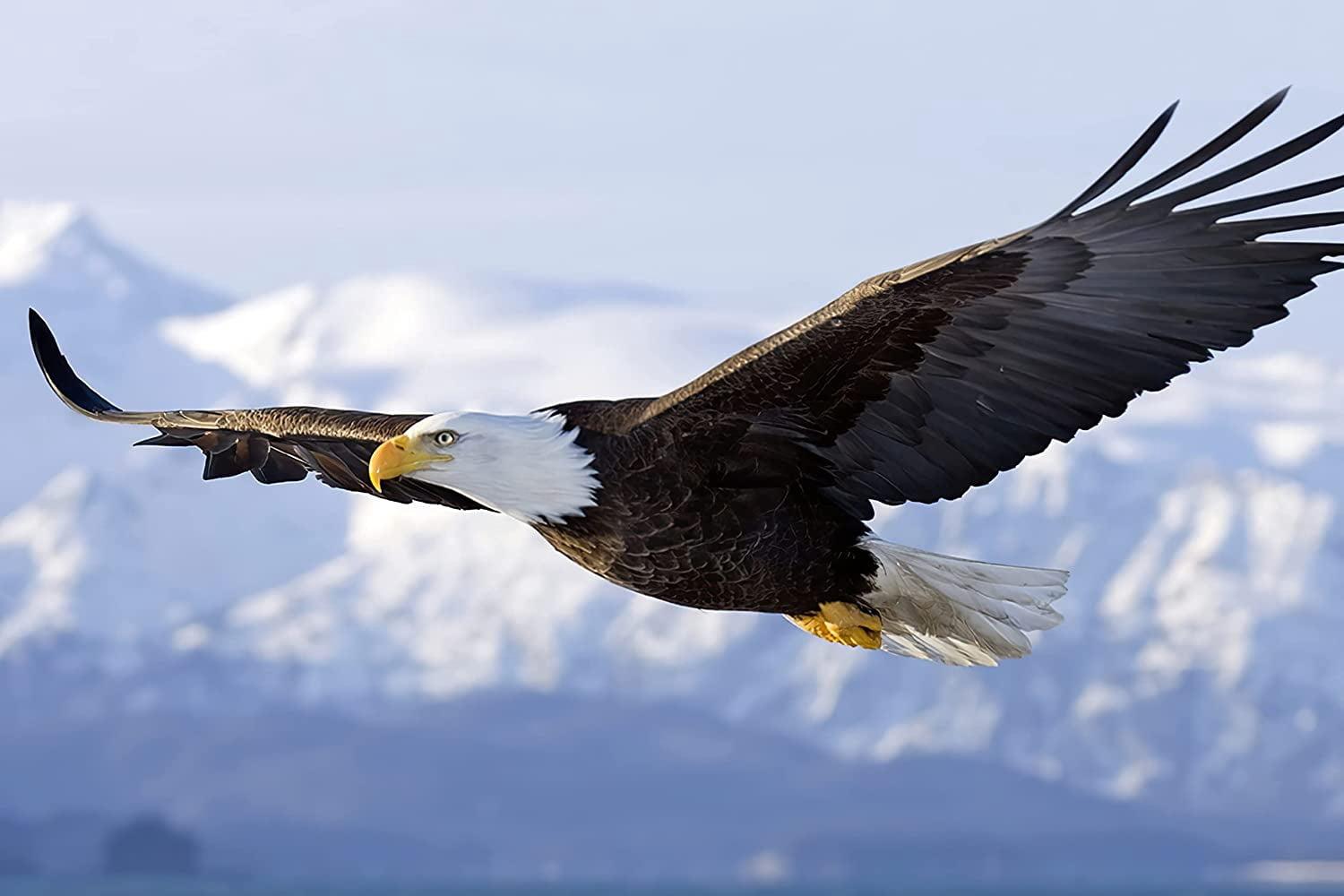 AFLE Bald Eagle Poster,Flying Bird Wildlife,Canvas Wall Art For Living Room Decor Aesthetic Vintage Posters & Prints,College Posters For Guys Cuadros Para Dormitorios,16x24 inches,Unframed