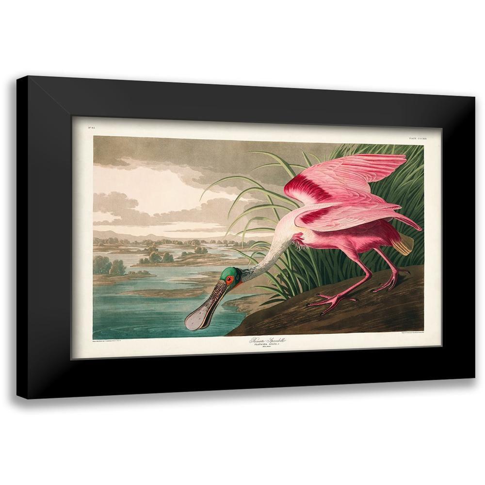 Roseate Spoonbill Pink Bird Canvas Art with Black Frame