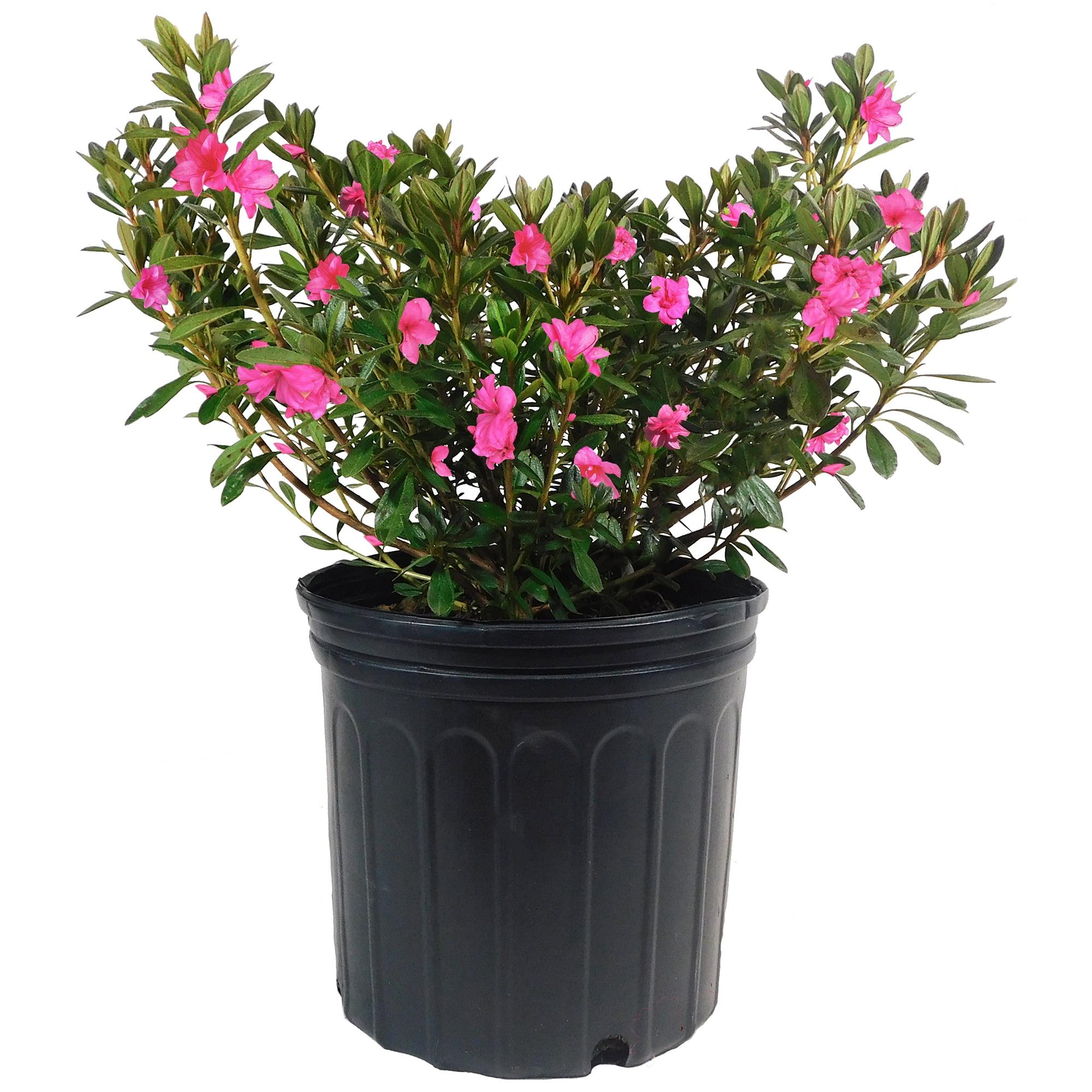 1 Gallon Pink Rhododendron Macrantha Azalea Shrub