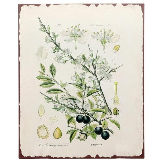 Barnyard Designs Botanical Blackthorn Tree Print Wall Art Metal Tin Sign Primitive Country Farmhouse Home Decor, 10" x 13"