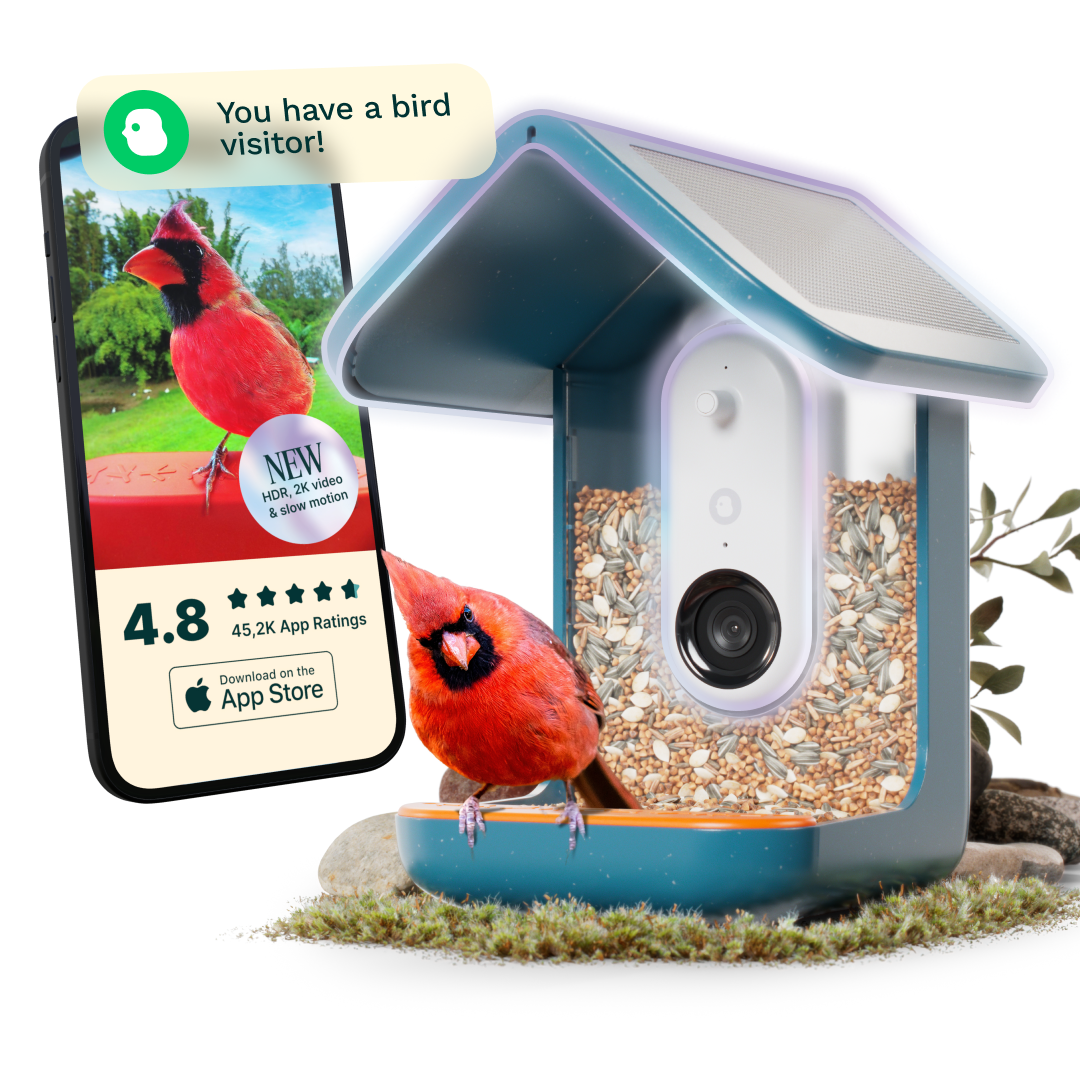 Bird Buddy Smart Bird Feeder with Camera and Solar Roof: Weather-Resistant, Hanging or Pole Mount