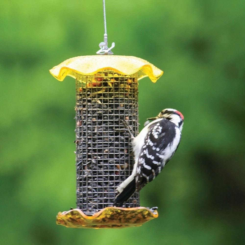 Birds Choice Small Sunflower Seed Forever Feeder with Stainless Steel Screen