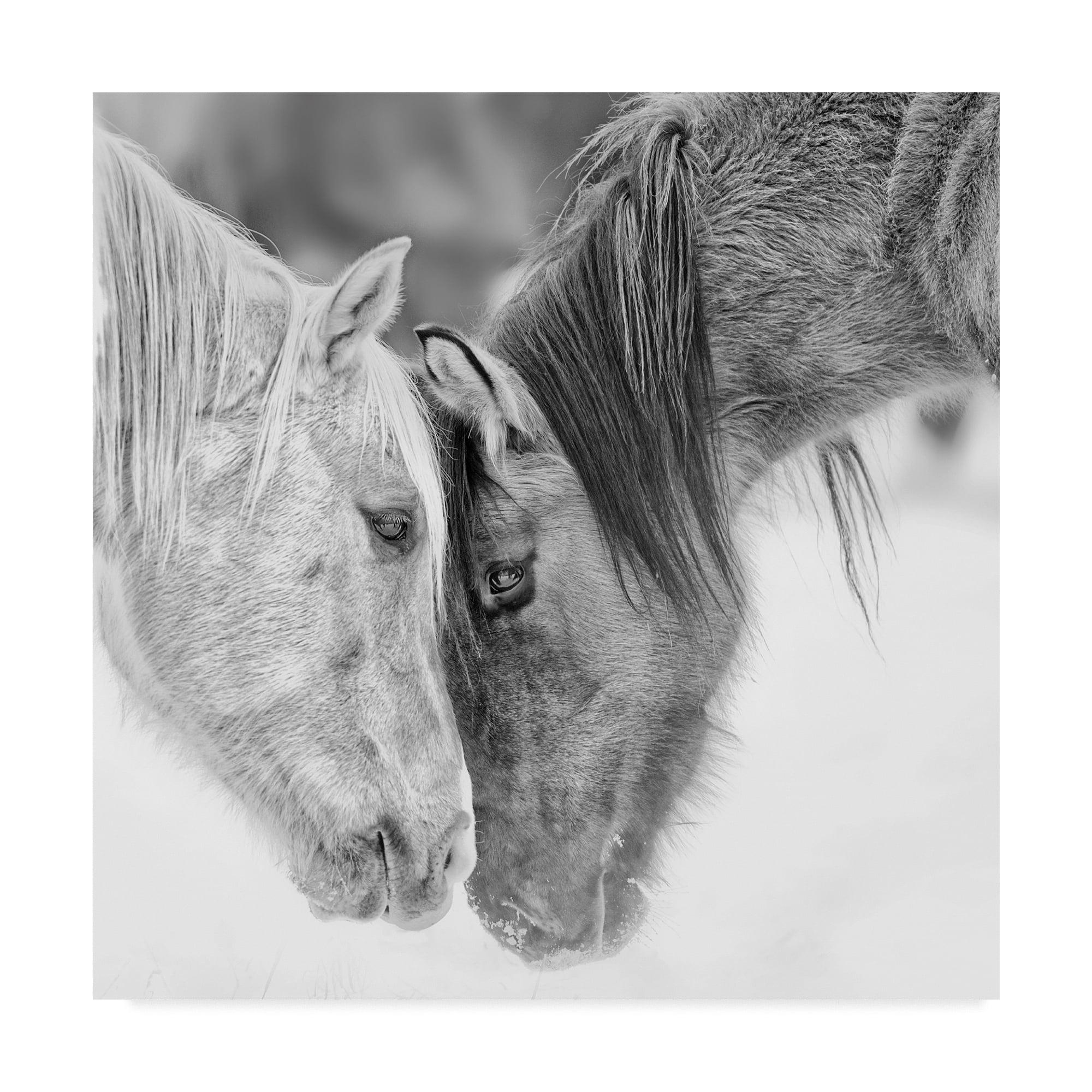 Trademark Fine Art -Phburchett 'Black And White Horses Vii' Canvas Art