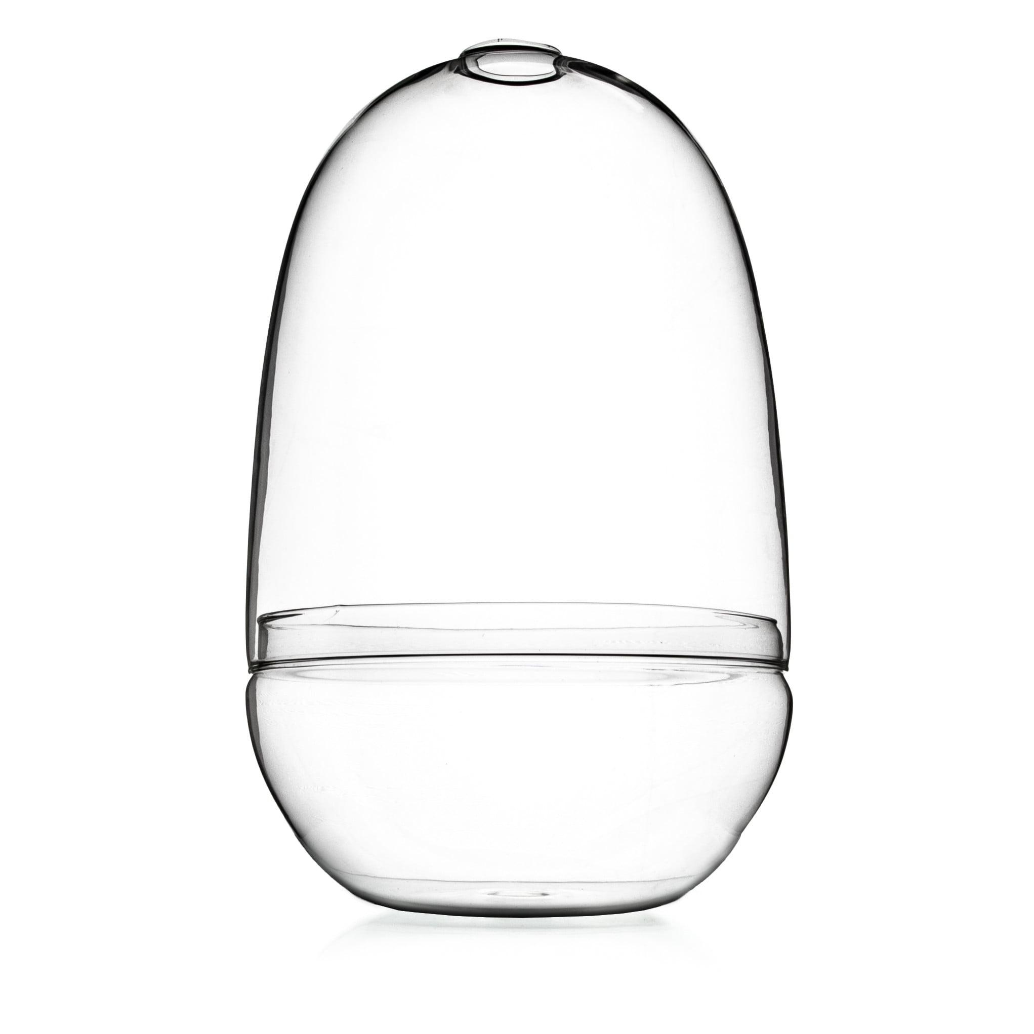 Clear Glass Egg-Shaped Terrarium for Indoor Plants