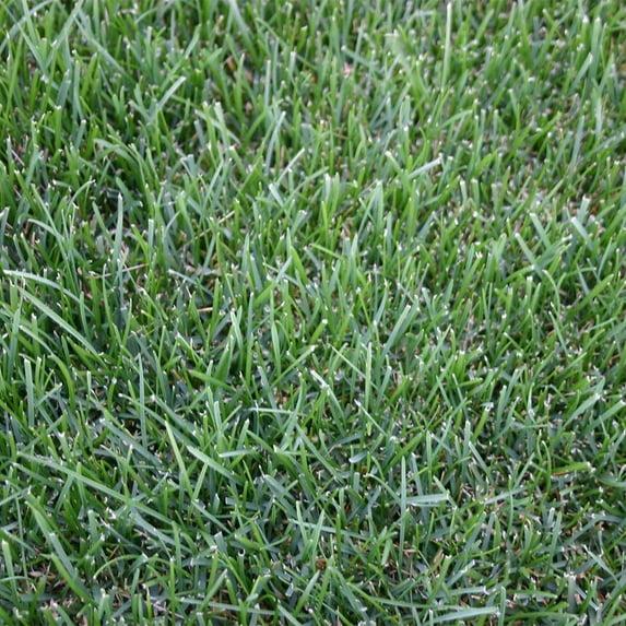 Bluegrass 500 sq. ft. Sod Pallet