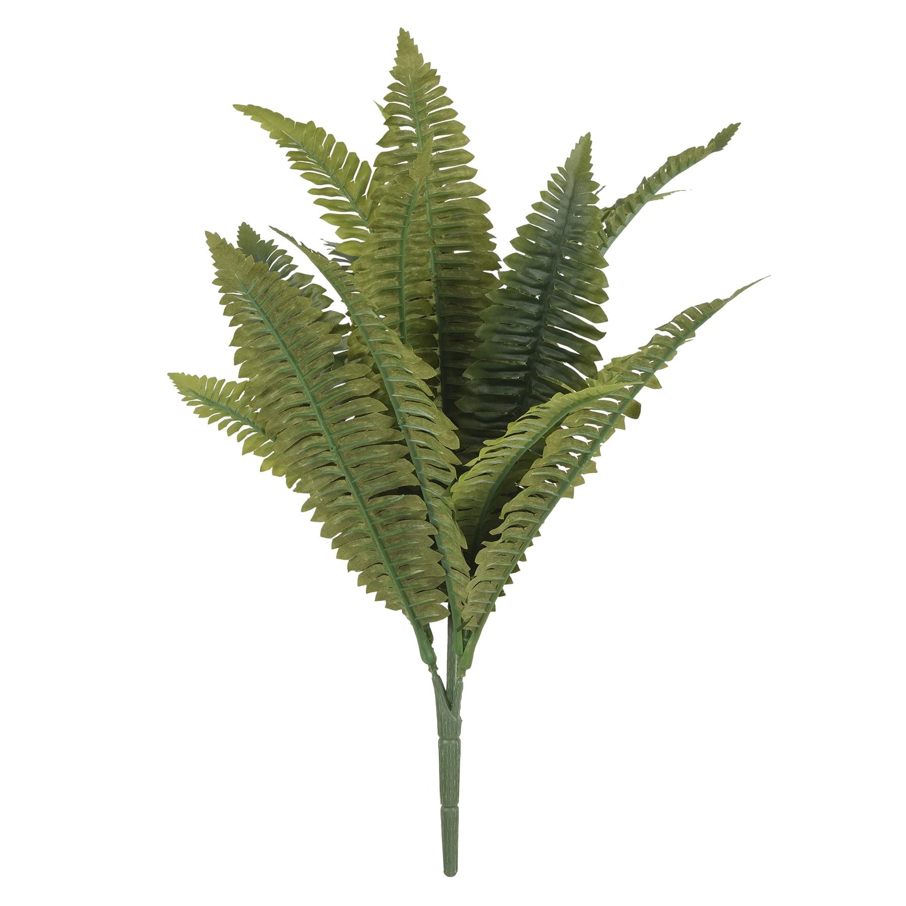 Green Boston Fern Bush in Pot