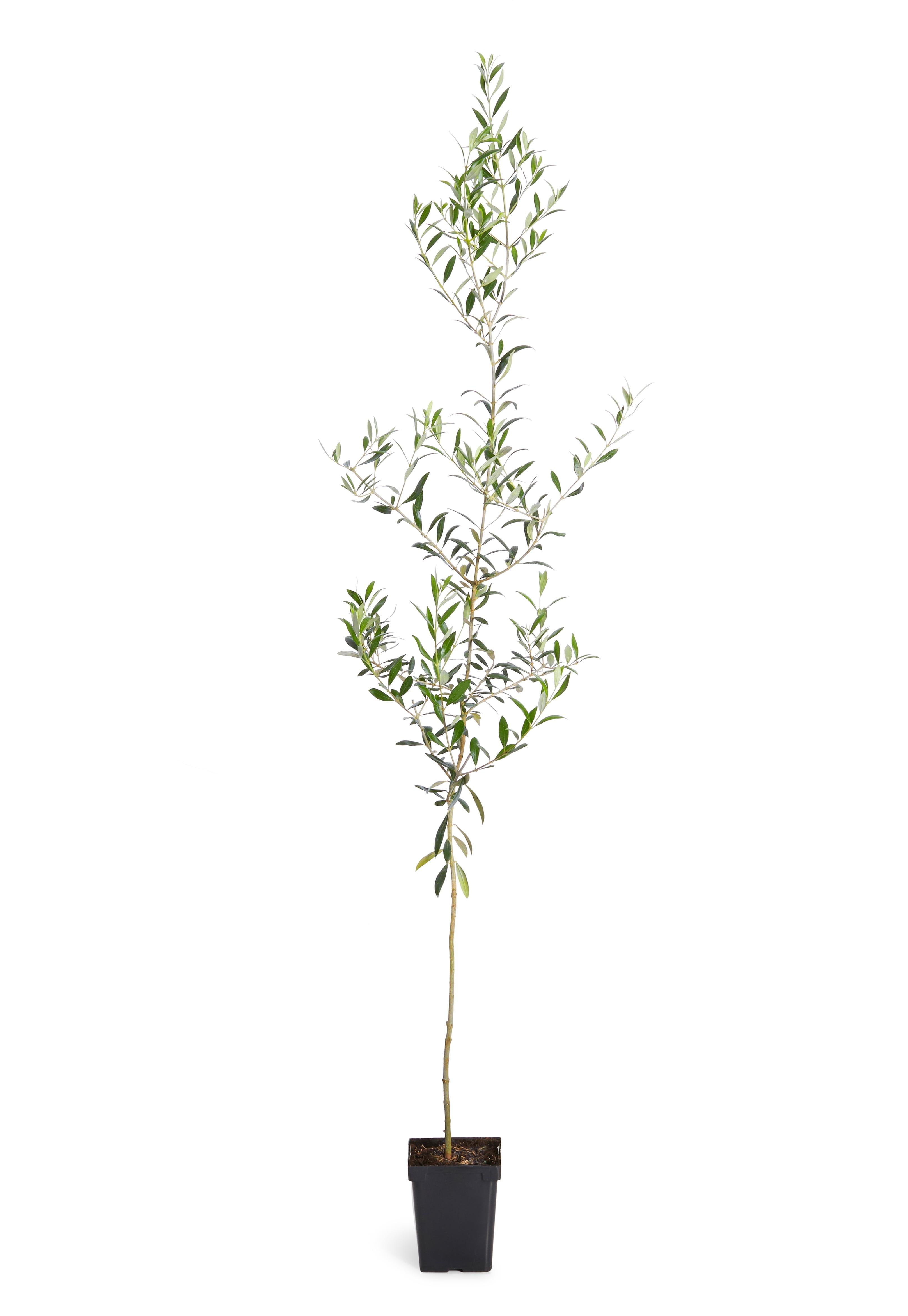 Arbequina Olive Tree in 3-Gallon Container