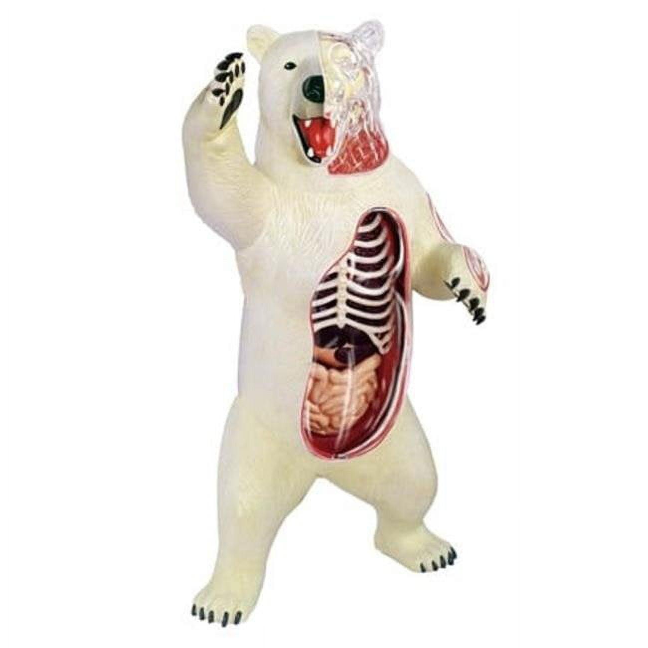 6-Inch Polar Bear Anatomy Model with Detachable Organs