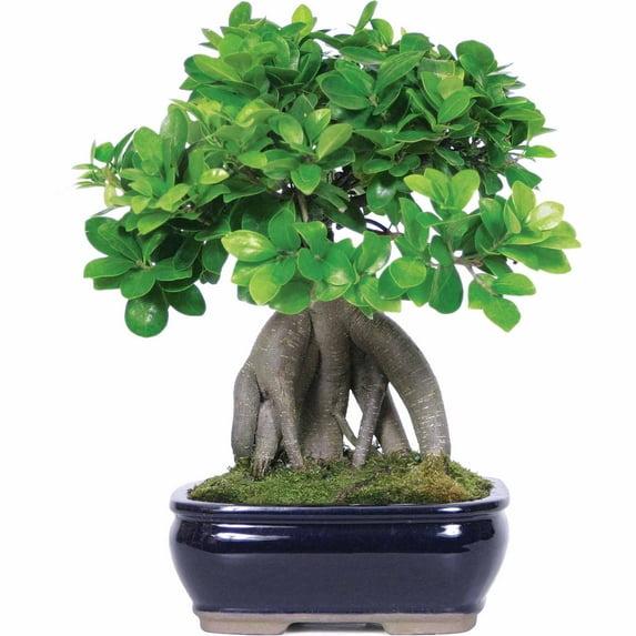 Brussel's Bonsai 12" Ginseng Grafted Ficus Live Plants in 6" Grower Pots (2 Count)