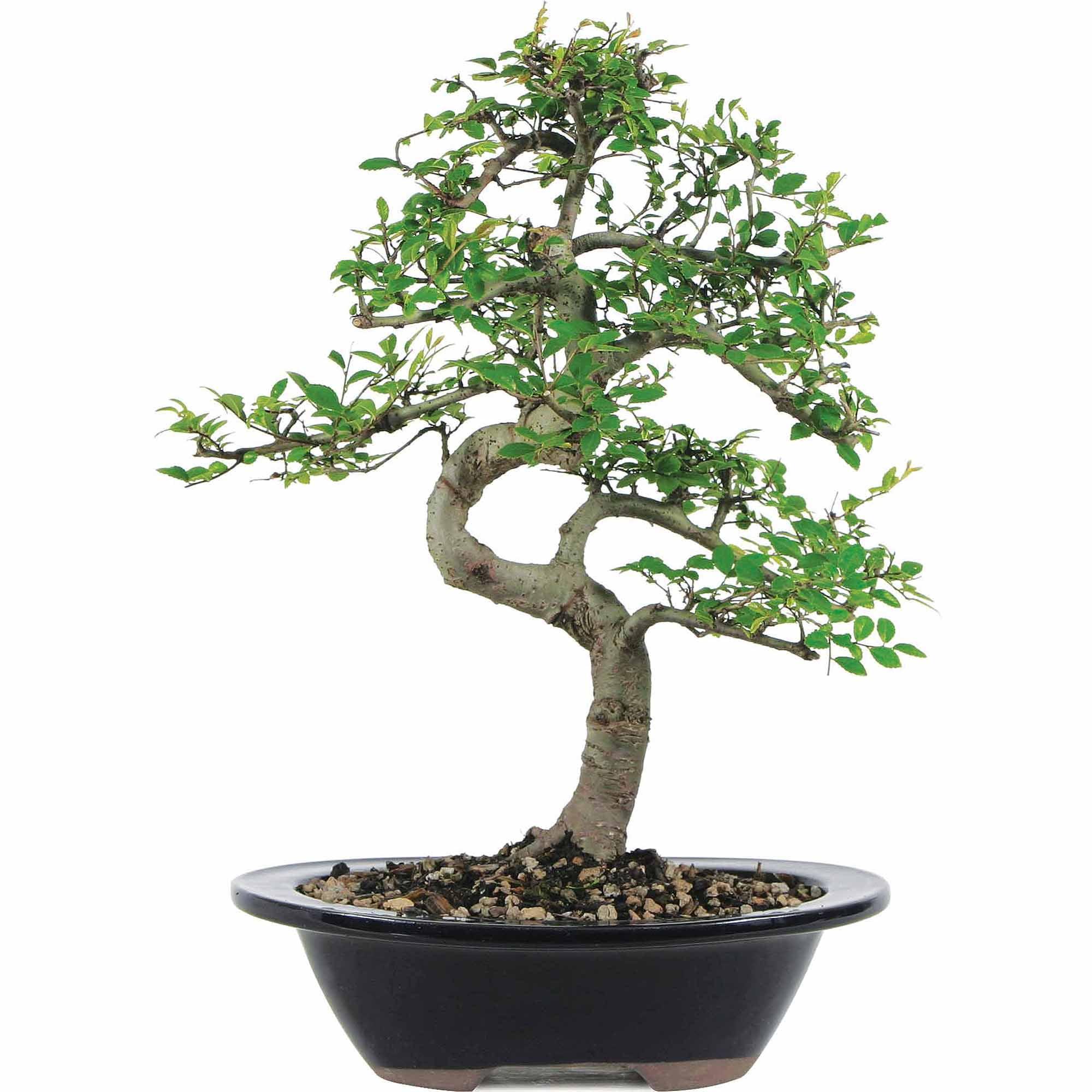 Evergreen Chinese Elm Bonsai - 22" Height Indoor/Outdoor