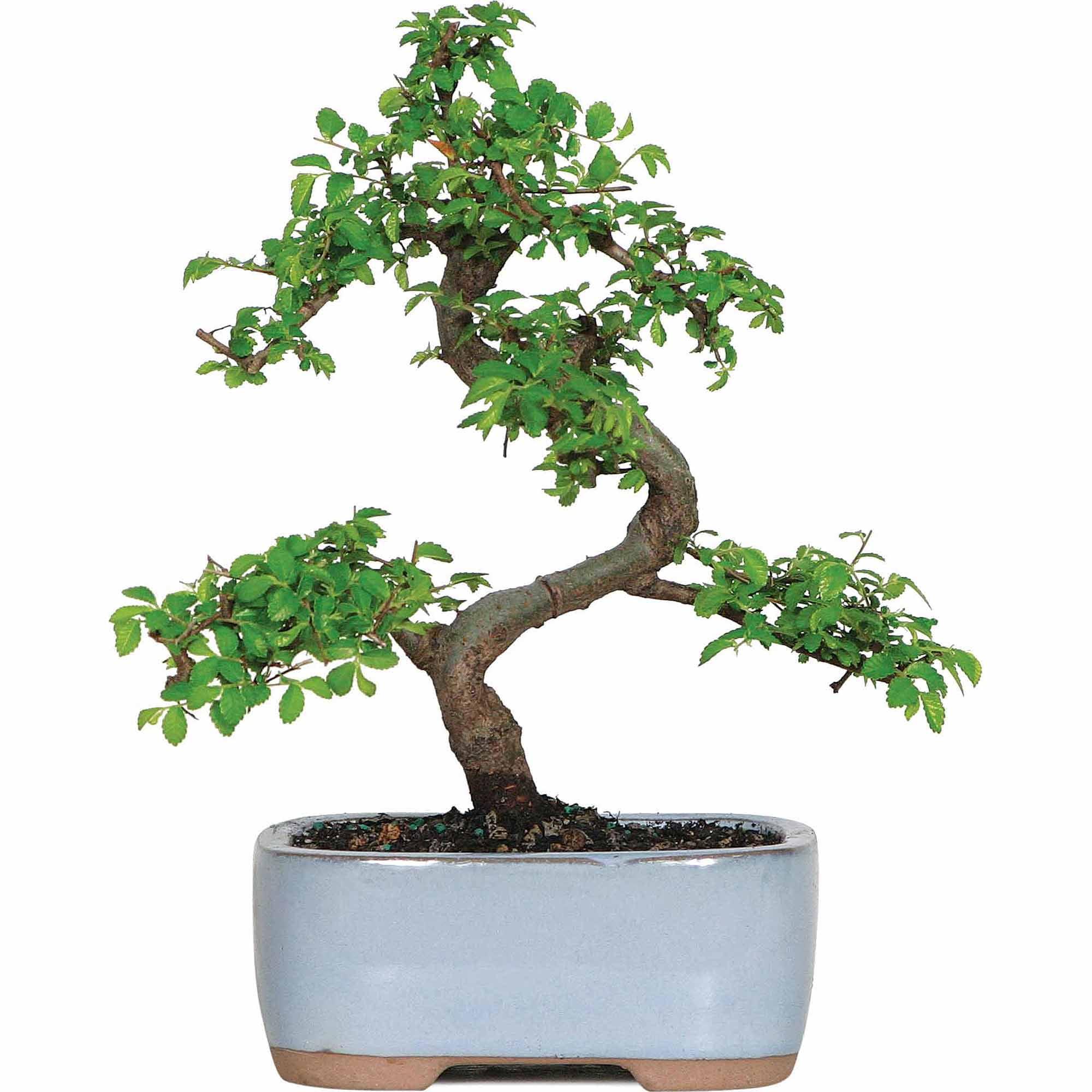 Small Chinese Elm Bonsai in Assorted Clay Pot