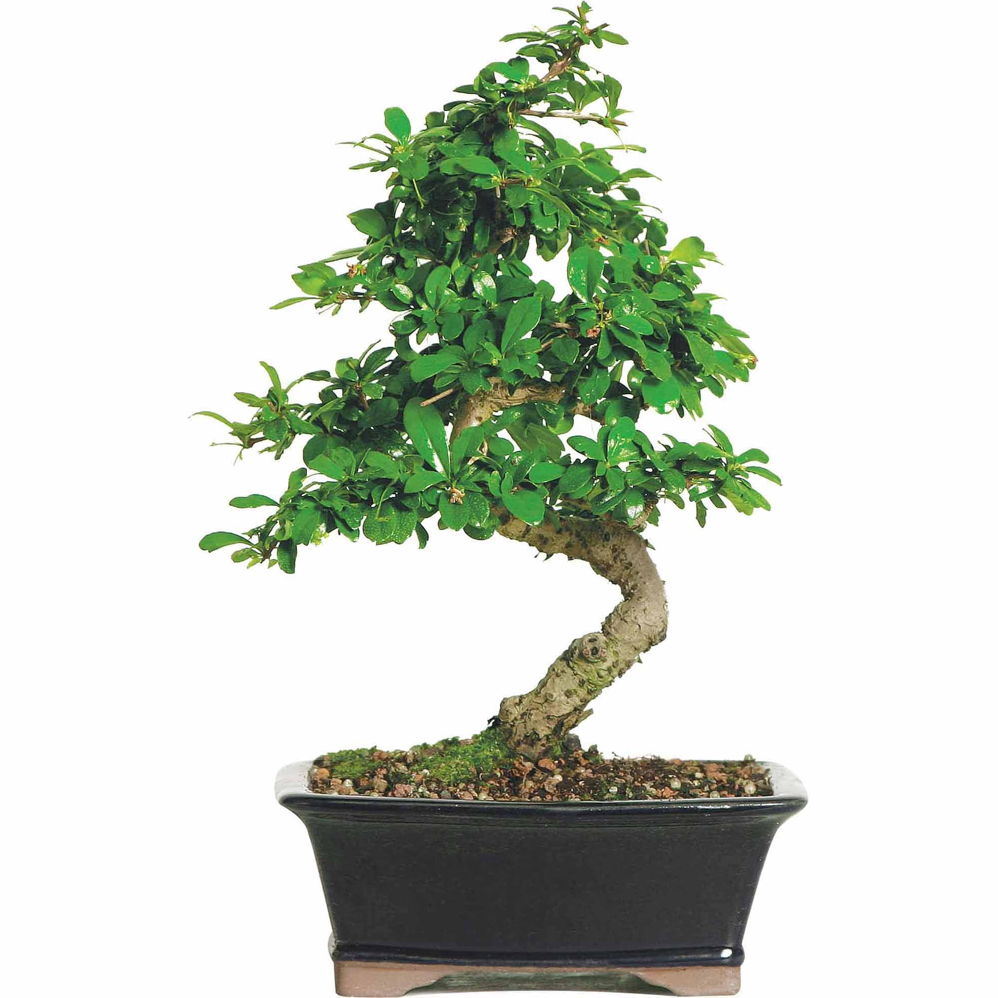 Medium Indoor Fukien Tea Bonsai Tree with Black Pot