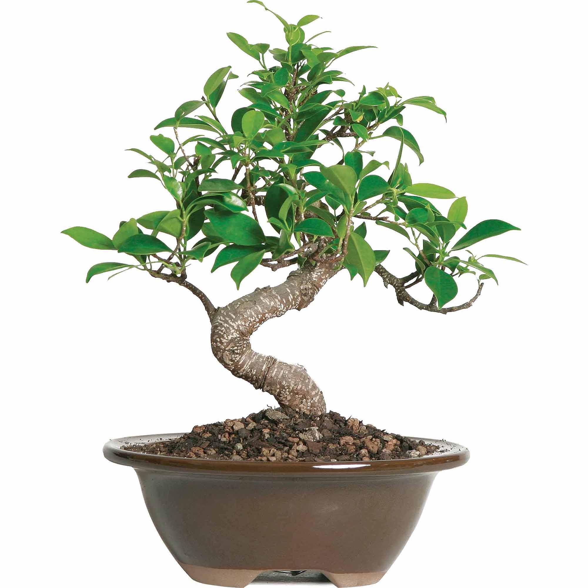 Small Indoor Golden Gate Ficus Bonsai in Ceramic Pot