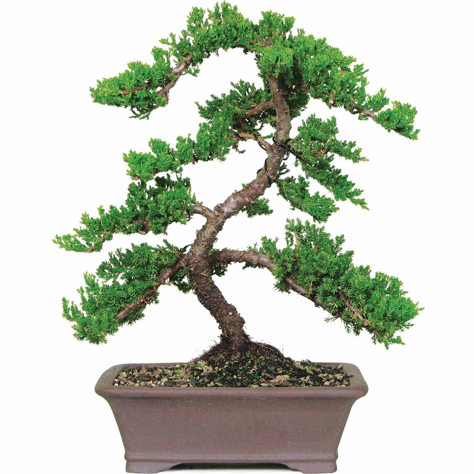 Large Evergreen Juniper Outdoor Bonsai Tree in Brown Pot