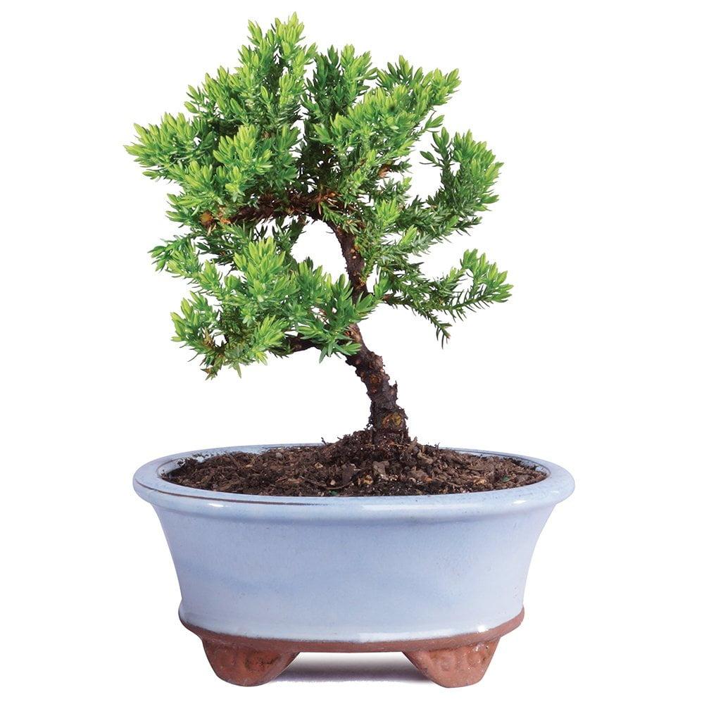 Green Mound Juniper 3-Year-Old Outdoor Bonsai in Blue Ceramic Pot