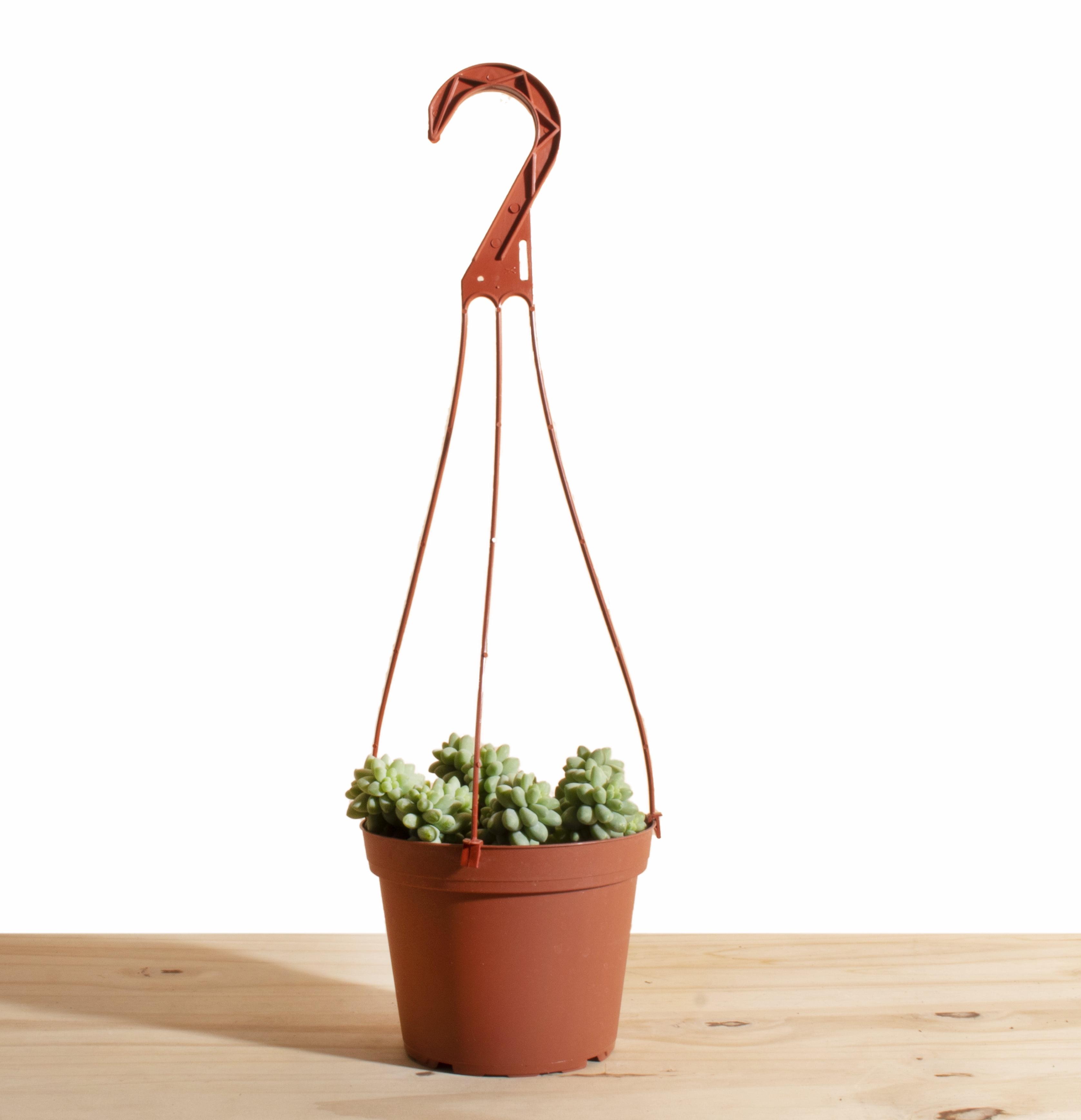 Burrito Sedum Hanging Succulent in 6" Grower Pot