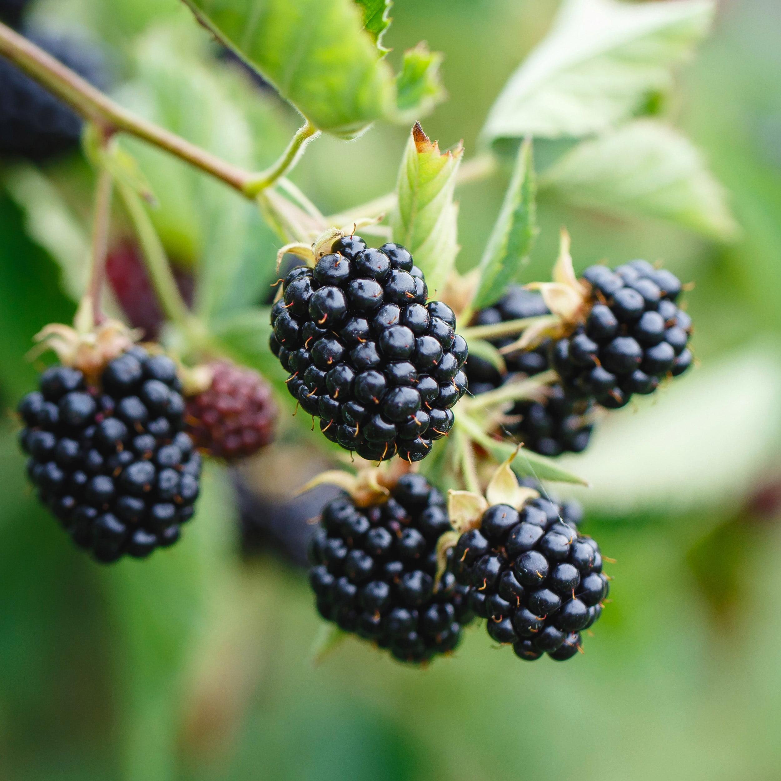 Bushel and Berry Baby Cakes® Blackberry, Bare Root, Non-GMO (Bag of 2) Spring Planting