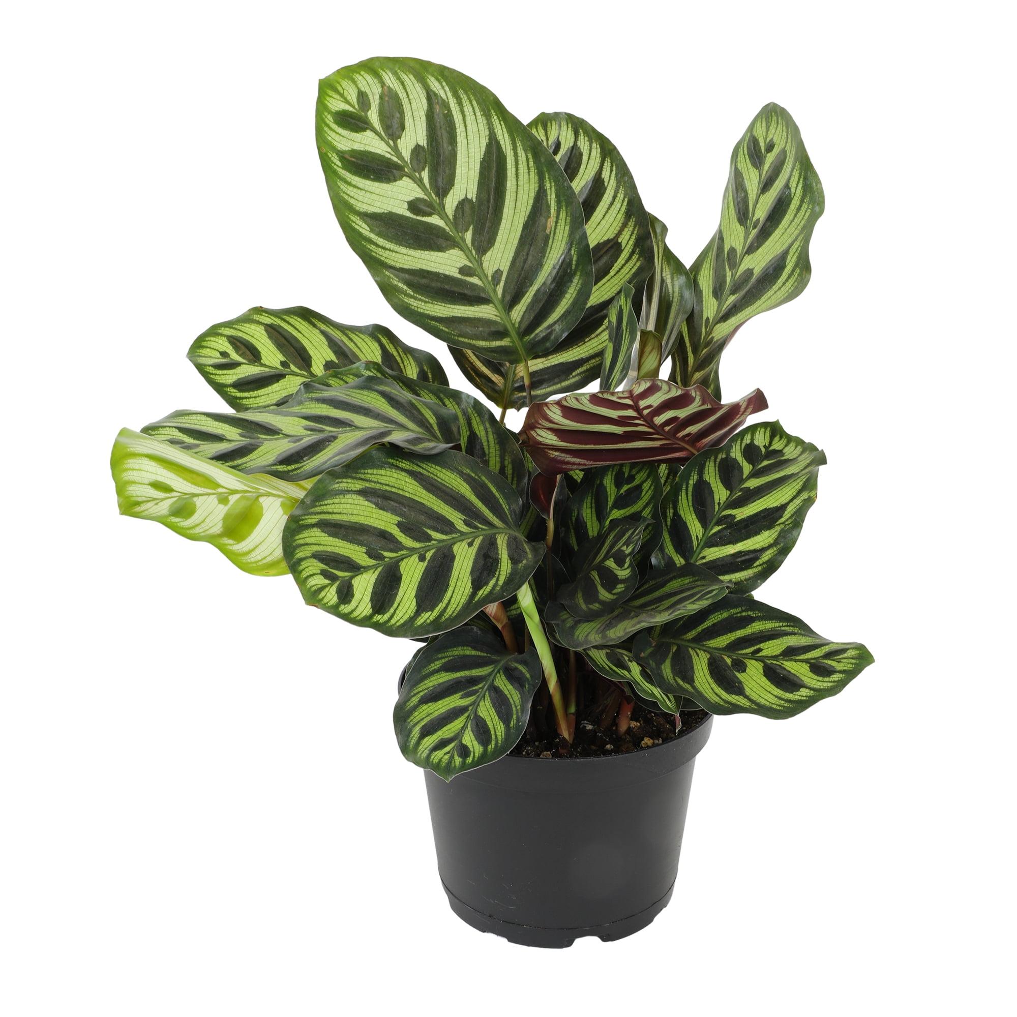 Calathea Makoyana Indoor Air-Purifying Plant in Black Plastic Pot