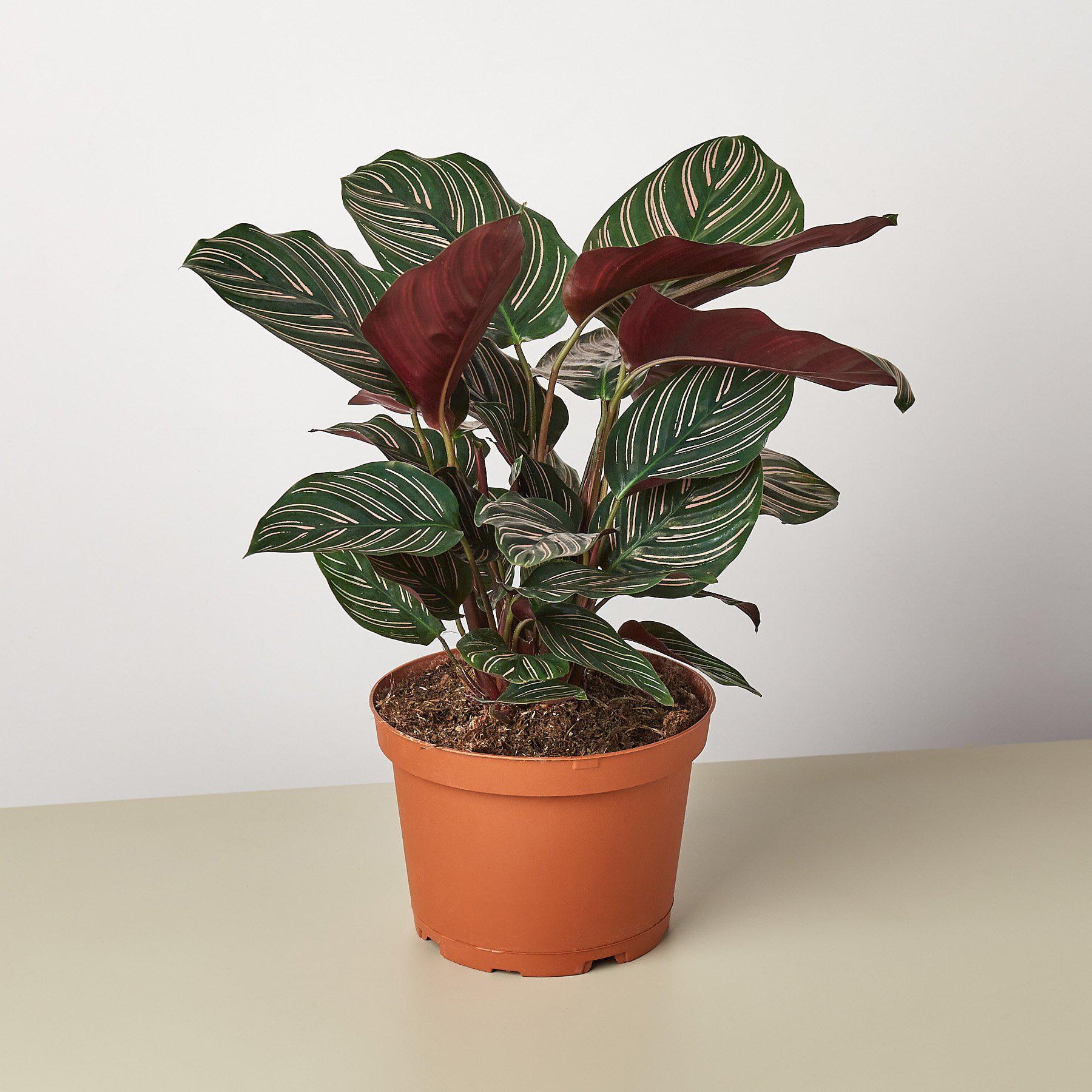 House Plant Shop Live Foliage Plant