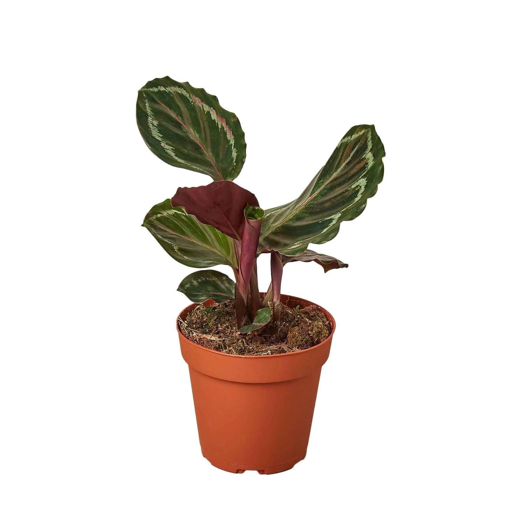 Calathea 'Medallion' Assorted 4" Plastic Nursery Pot Indoor Plant