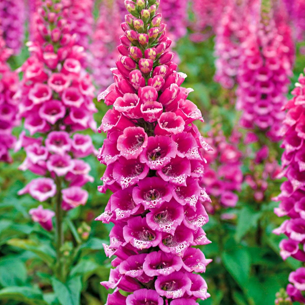 Camelot Rose Foxglove Dormant Bare Root Flowering Perennial Starter Plant, One Plant per Offer