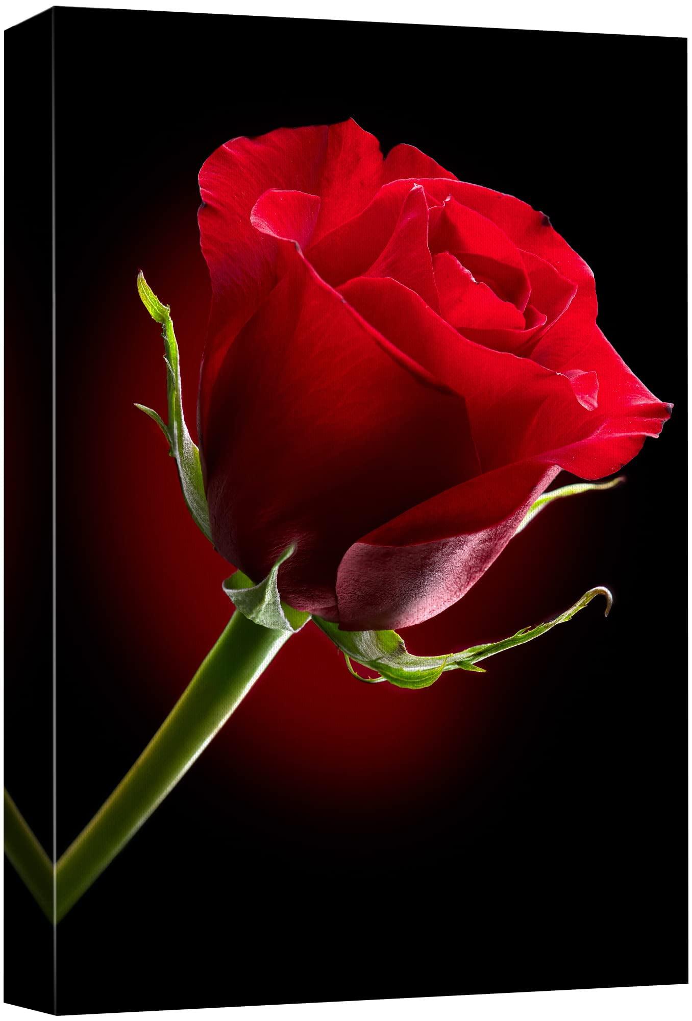 Canvas Prints Wall Art - Closeup of Red Rose Flower Against Black Background | Modern Wall Decor/Home Decoration Stretched Gallery Canvas Wrap Giclee Print & Ready to Hang - 32" x 48"