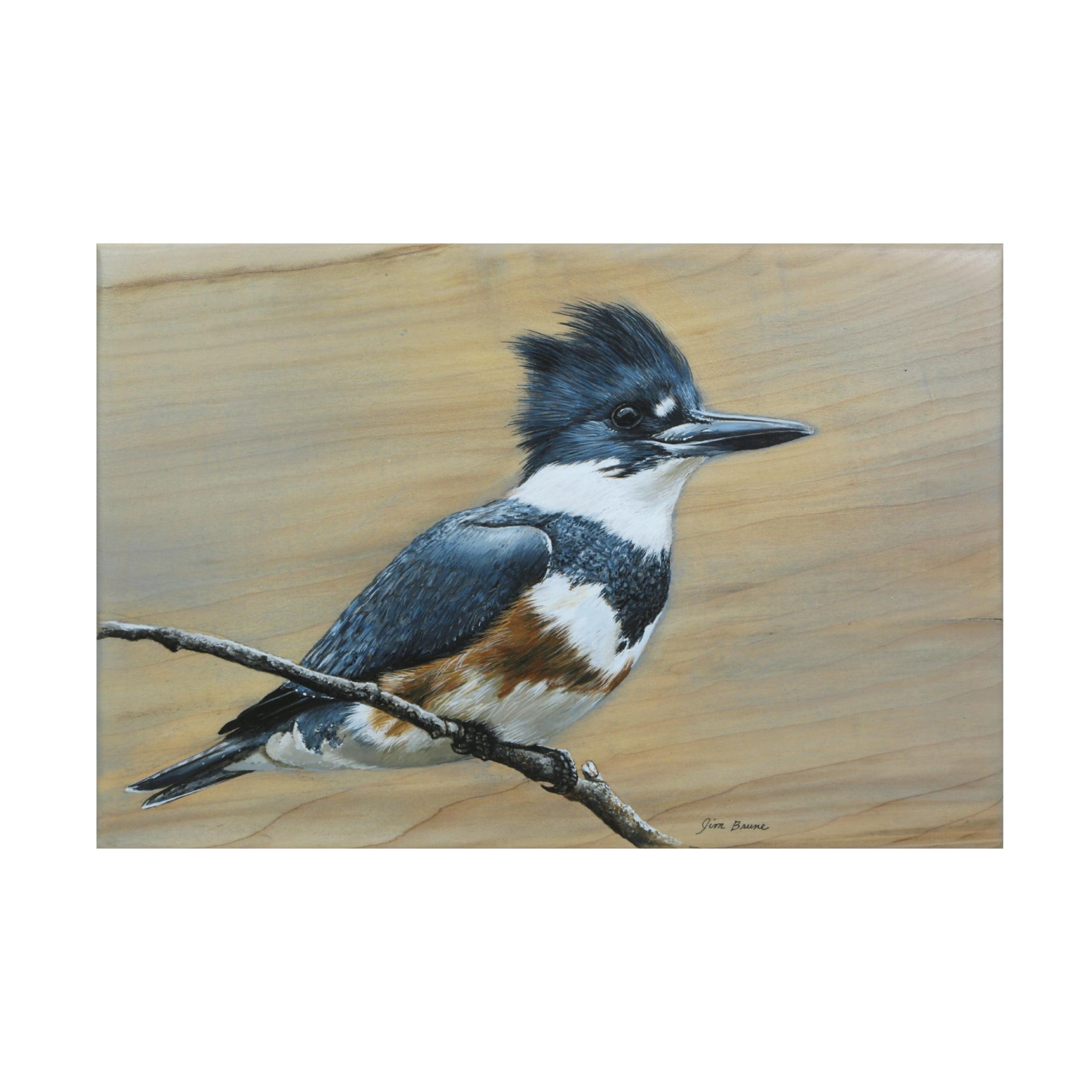 Canvas Wall Art - Jim Brune 'Belted Kingfisher' Wall Art for Living Room, Bedroom, or Office DÃ©cor by Trademark Fine Art - 19 x 12 Inches