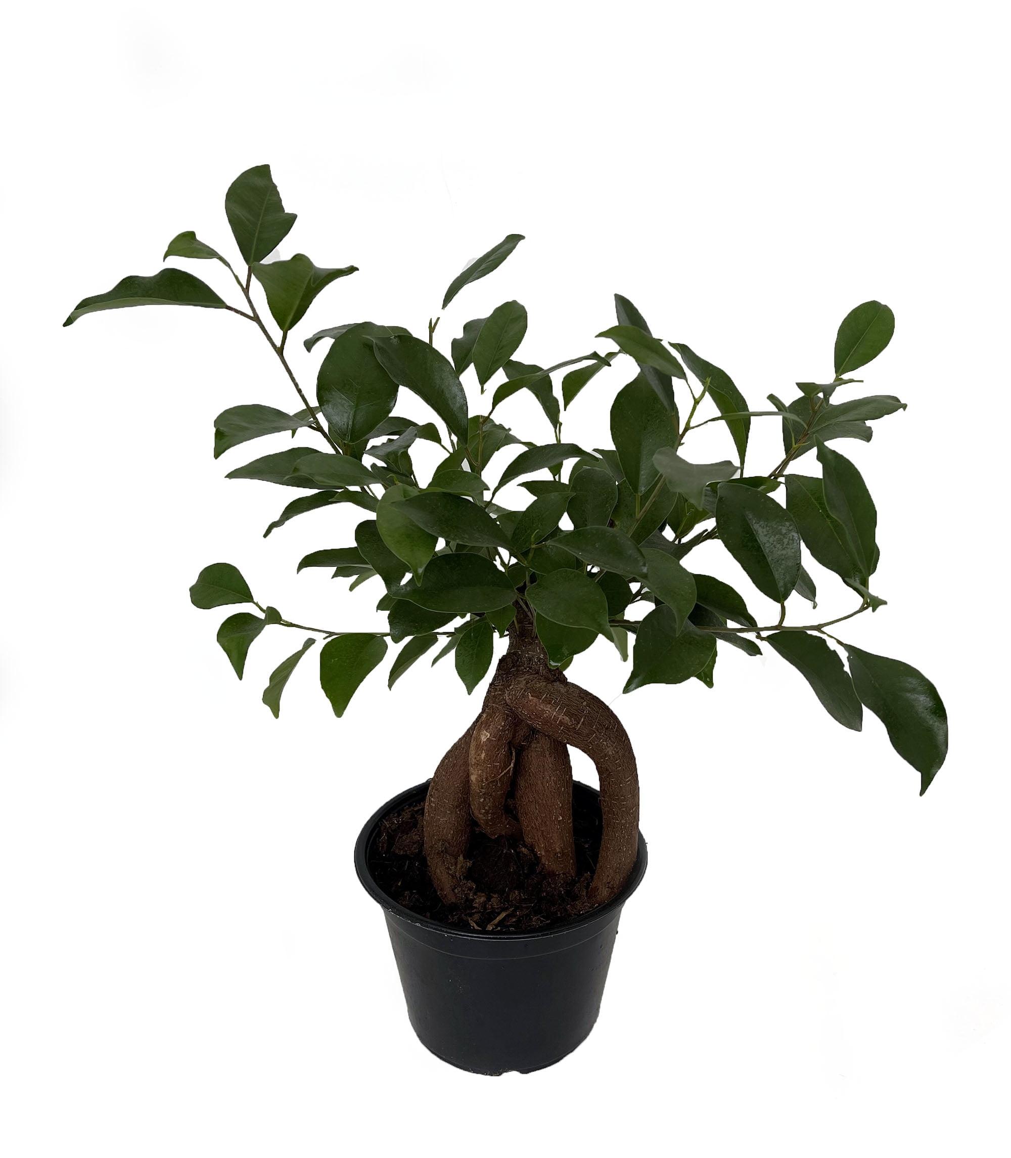 Chinese Ginseng Ficus Bonsai Tree in 6" Black Pot