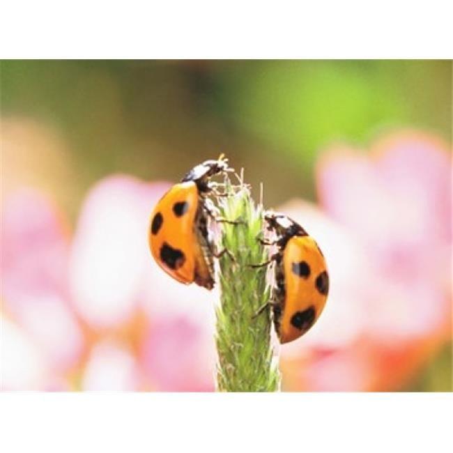 Close Up Of Two Ladybugs Poster Print by  - 24 x 18