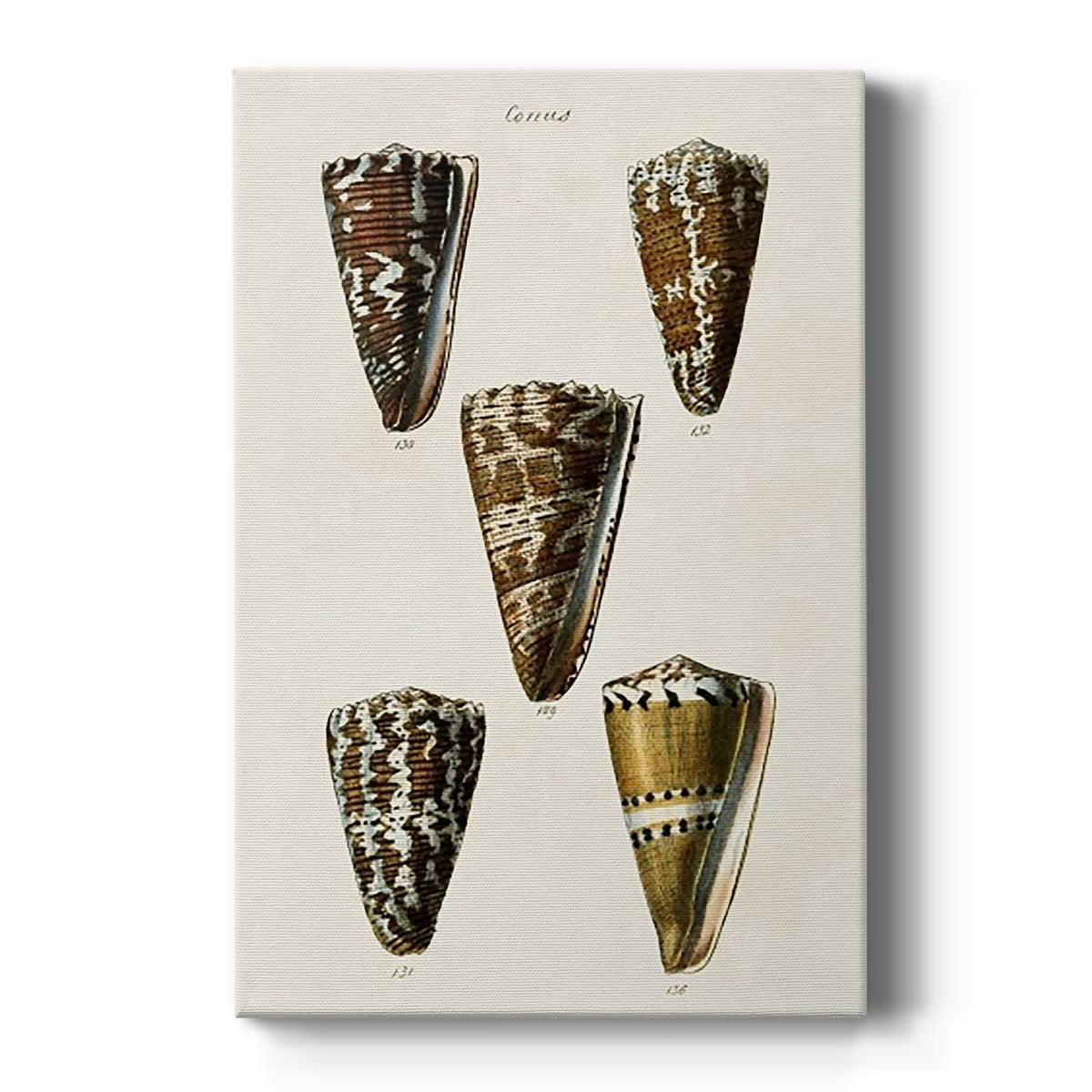 Cone Shell Collection V Beige and Brown Canvas Art