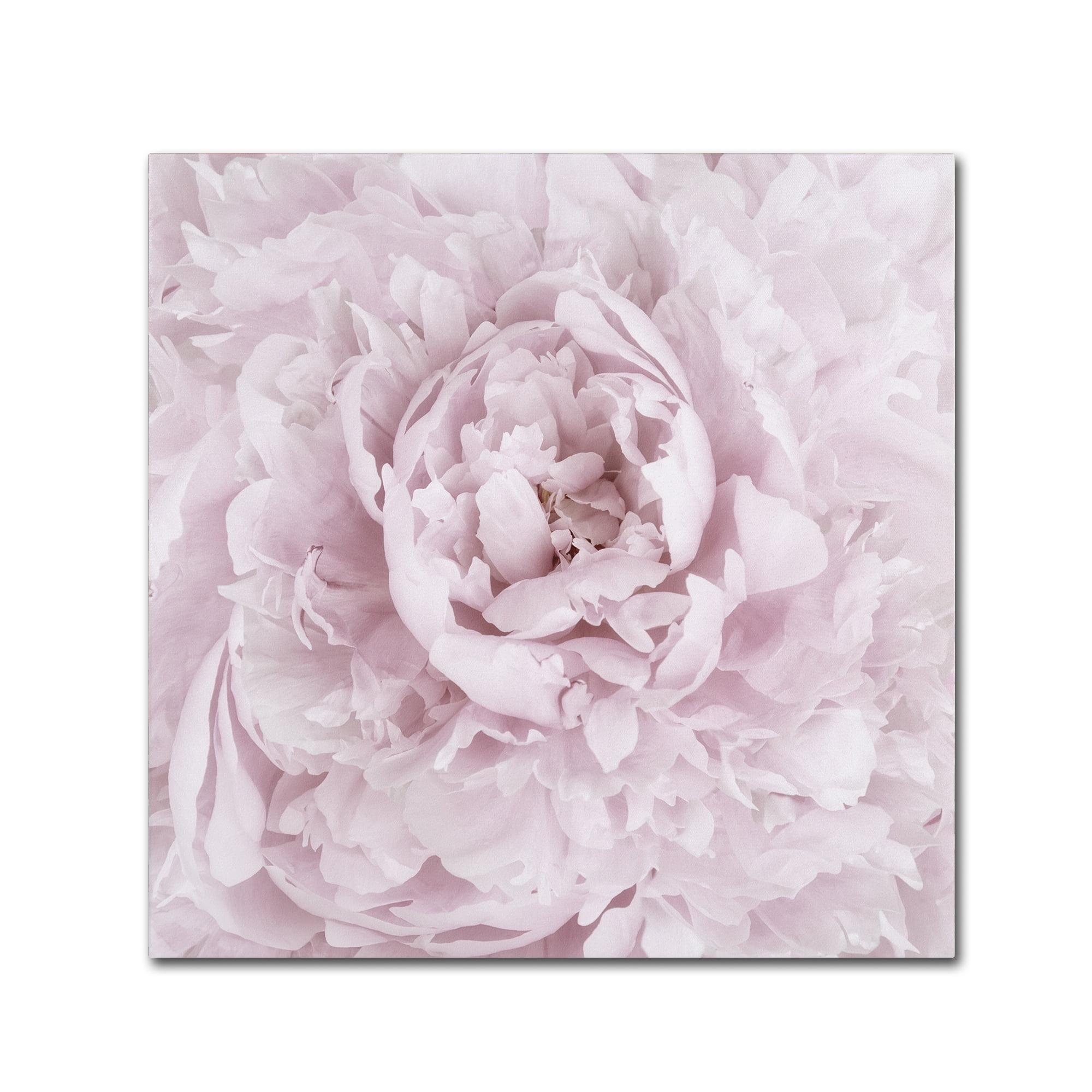 Trademark Fine Art -Cora Niele 'Pink Peony Flower' Canvas Art - 35''x35''