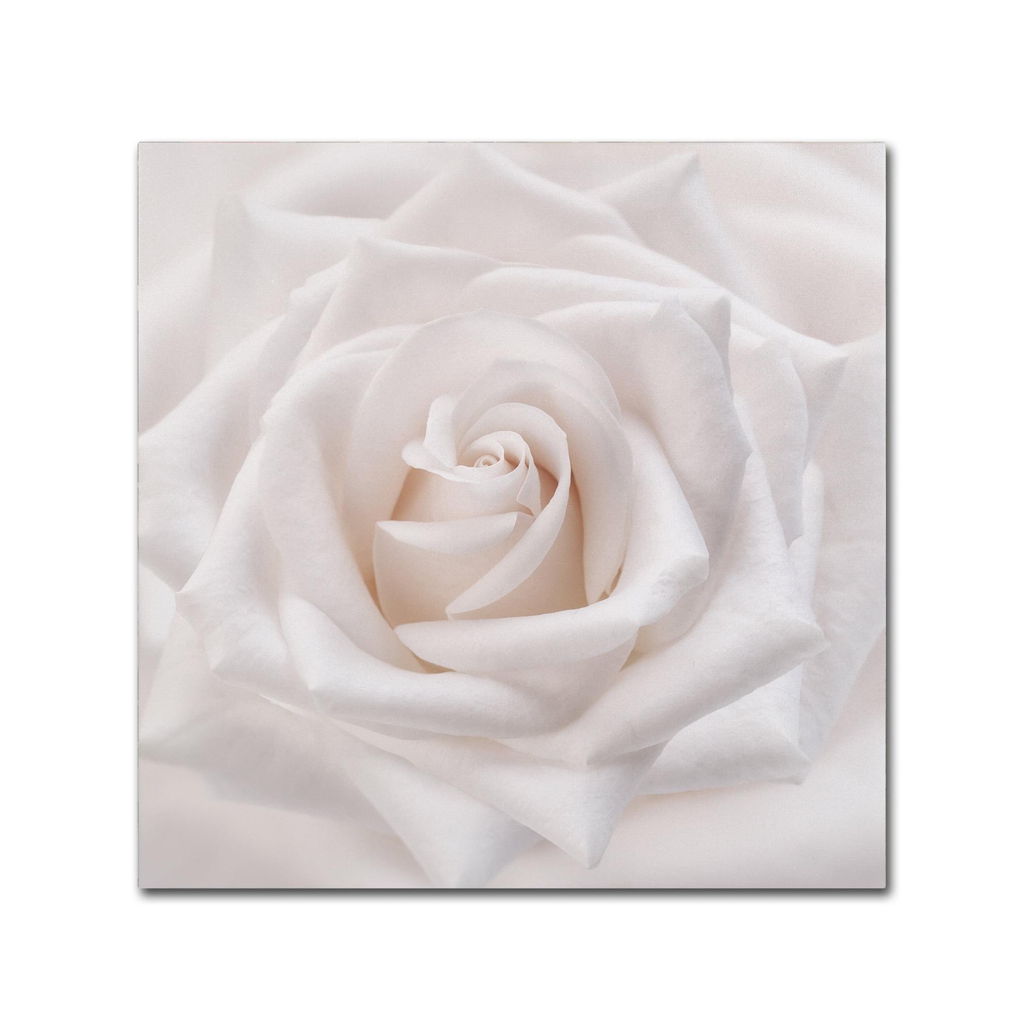 Soft White Rose Abstract Framed Canvas Art 24" x 24"