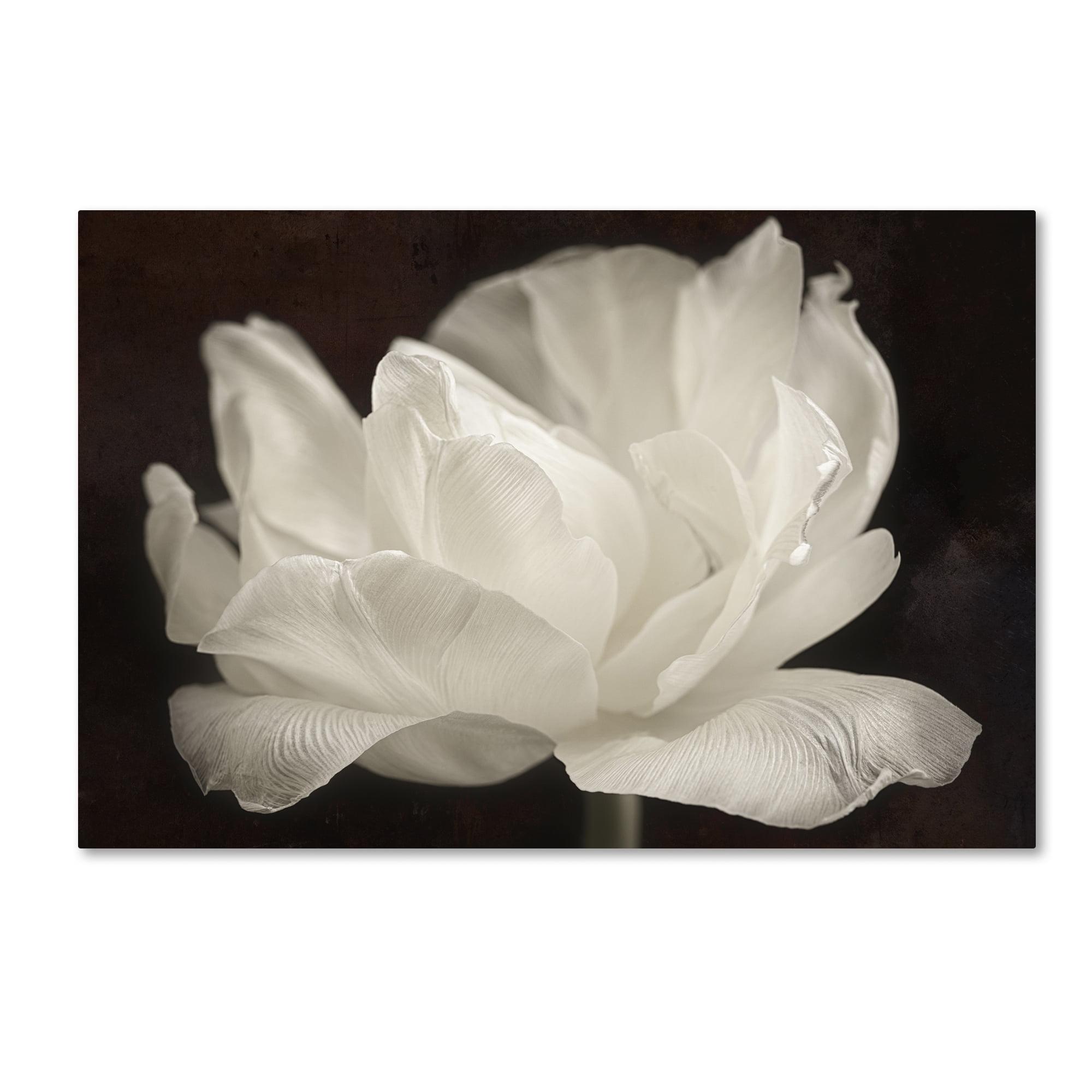 White Tulip III Black and White Canvas Wall Art