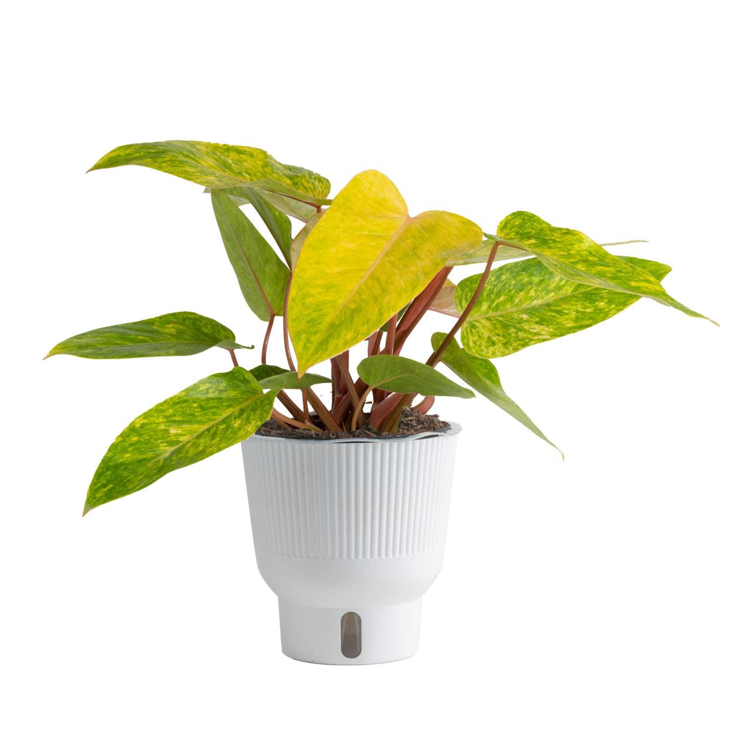 Philodendron Painted Lady in White Planter, 12" Tall