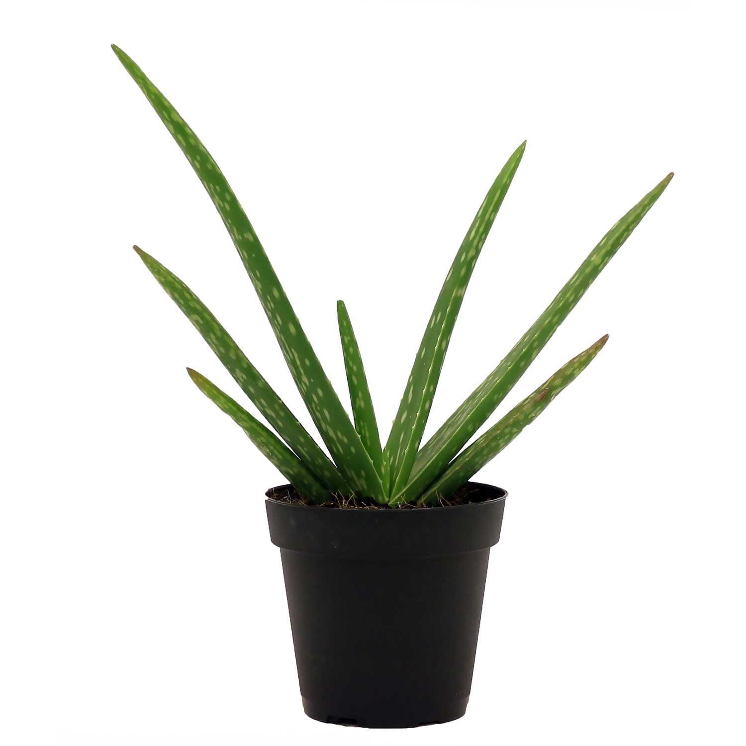 Green Aloe Vera Succulent in Black Grower Pot