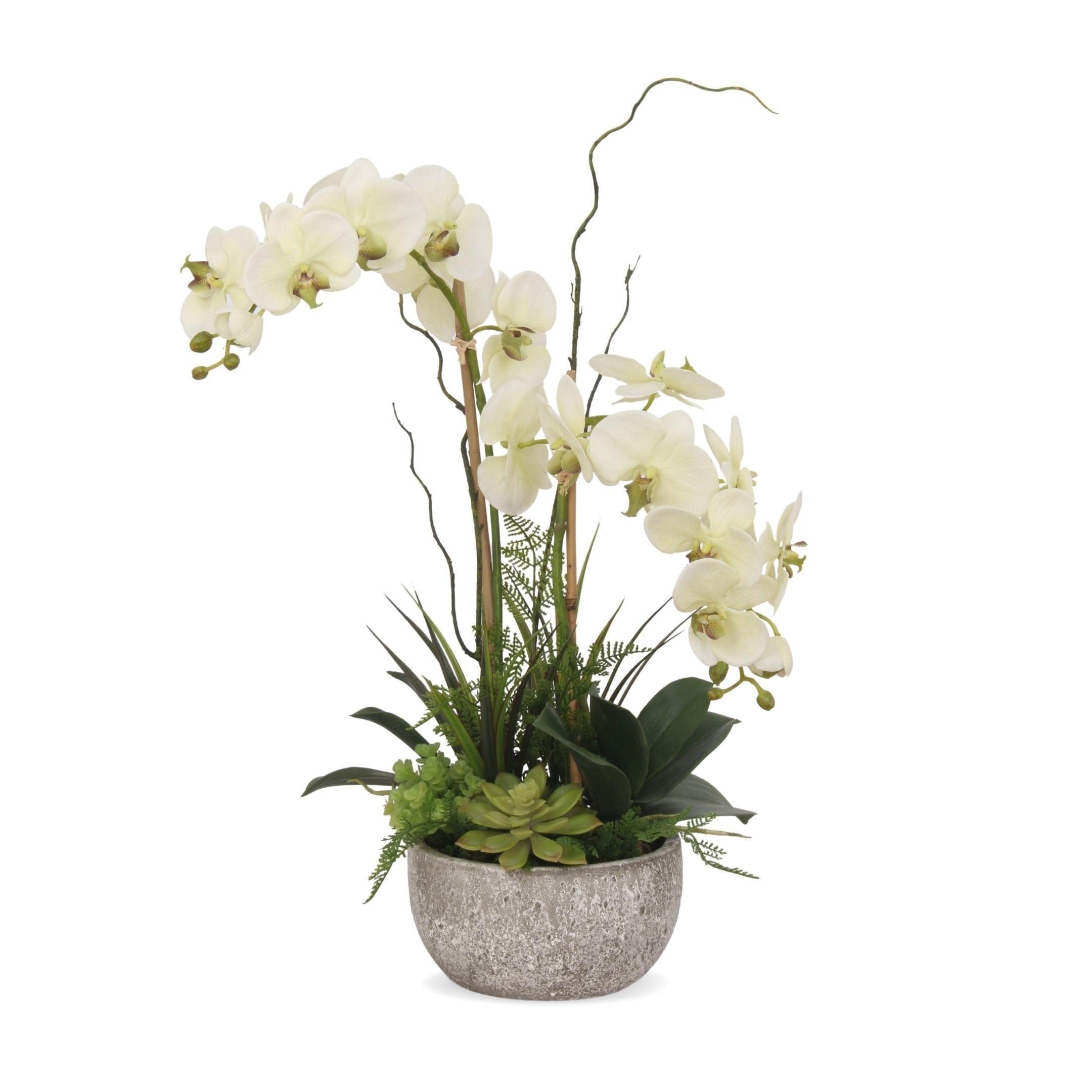 Cream Green Orchid and Succulent Arrangement in Moss Green Pot