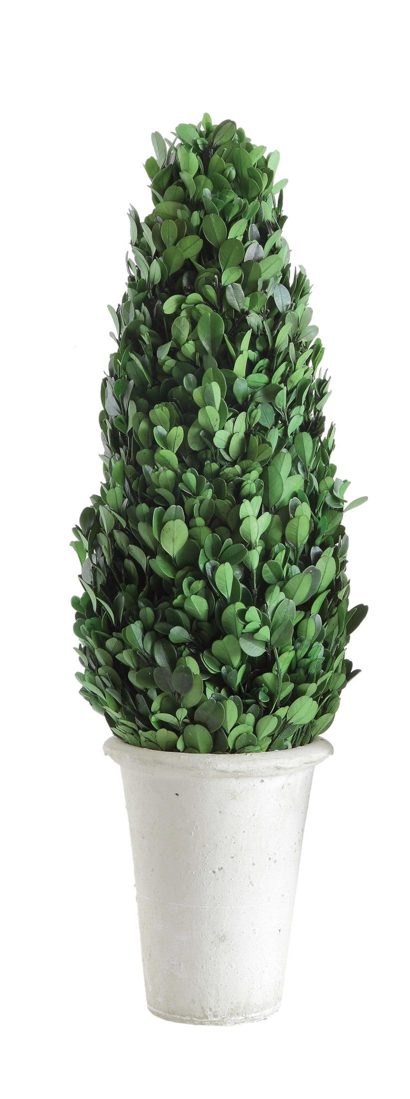 Elegant 17'' Preserved Boxwood Cone Topiary in Distressed Clay Pot