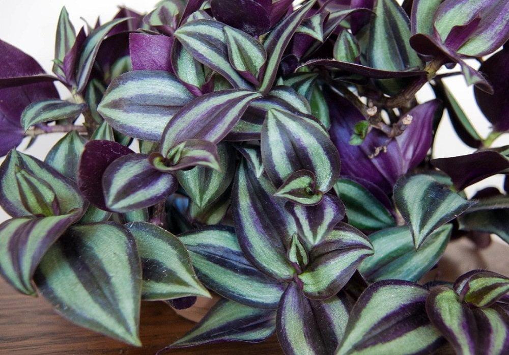 Purple and Silver Wandering Jew Plant in 4-Inch Pot