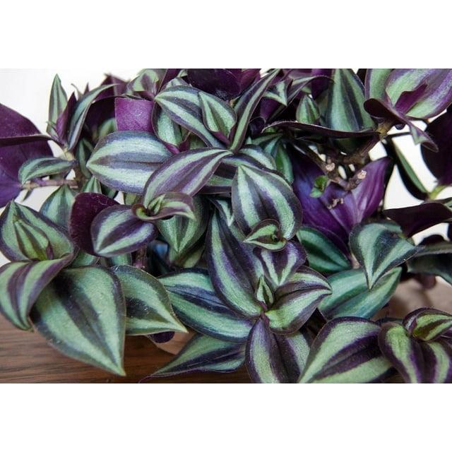 Daylily Nursery Wandering Jew Live Plant with 4in Pot