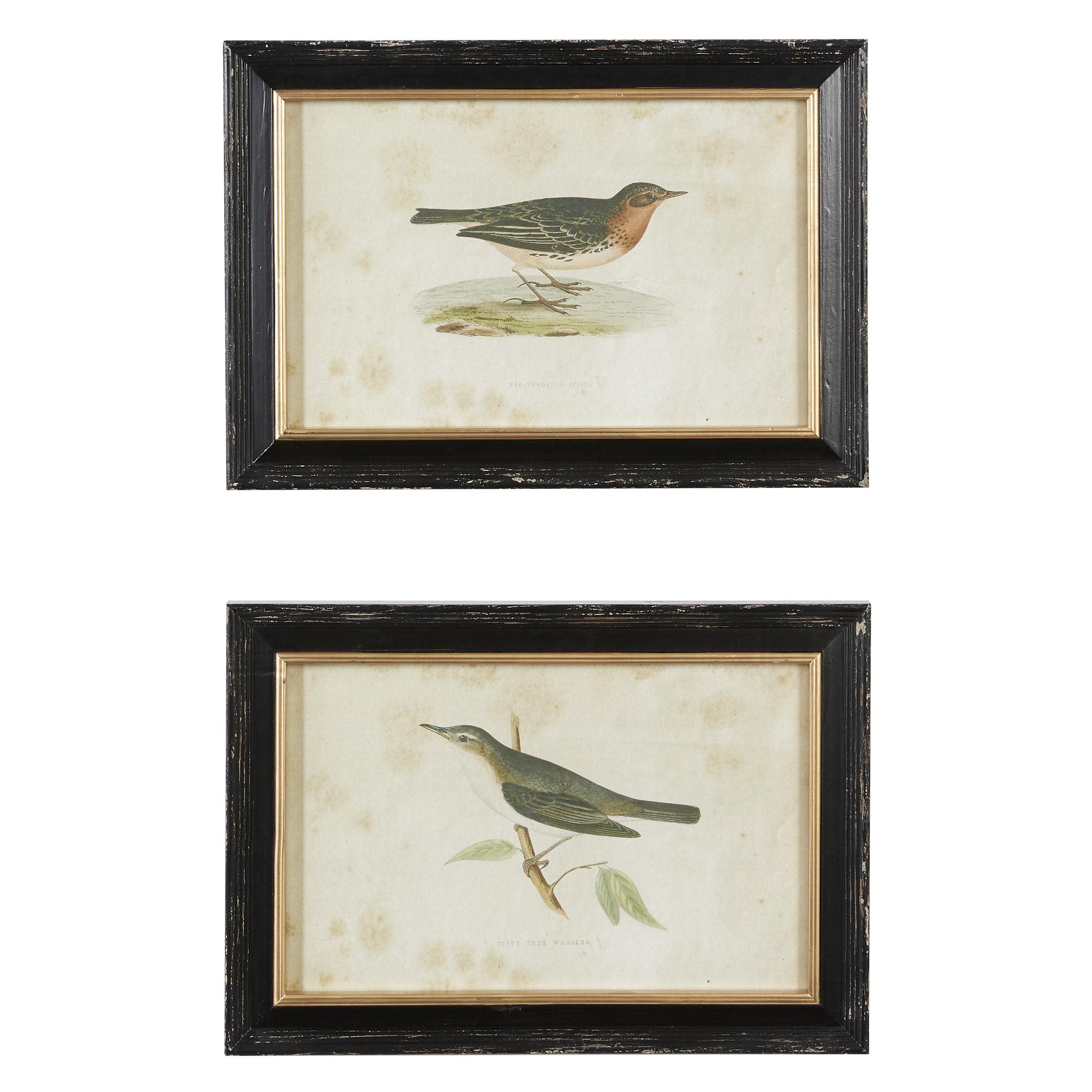 Black Framed Bird Print Wall Art Set, 20" x 14"