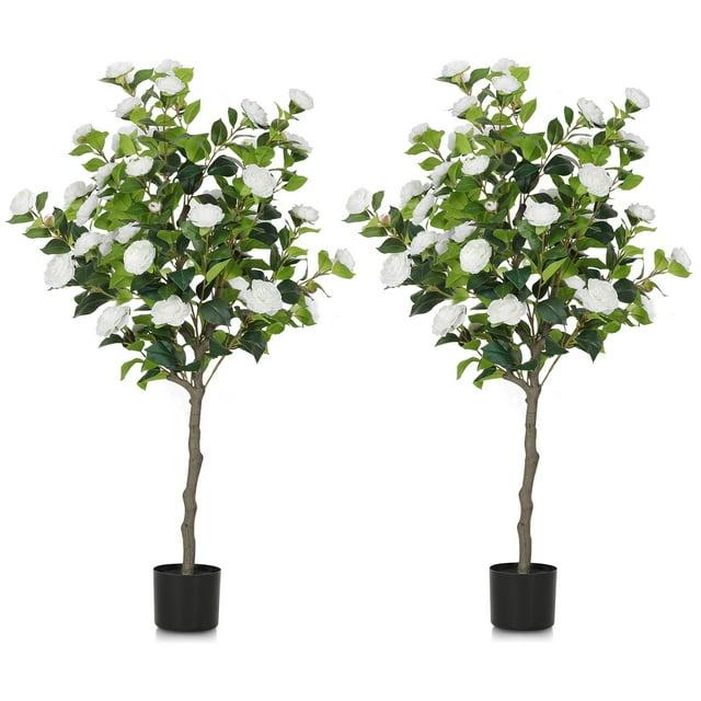 Primrue Primrue 49.2 Camellia Tree Plant (Set of 2)